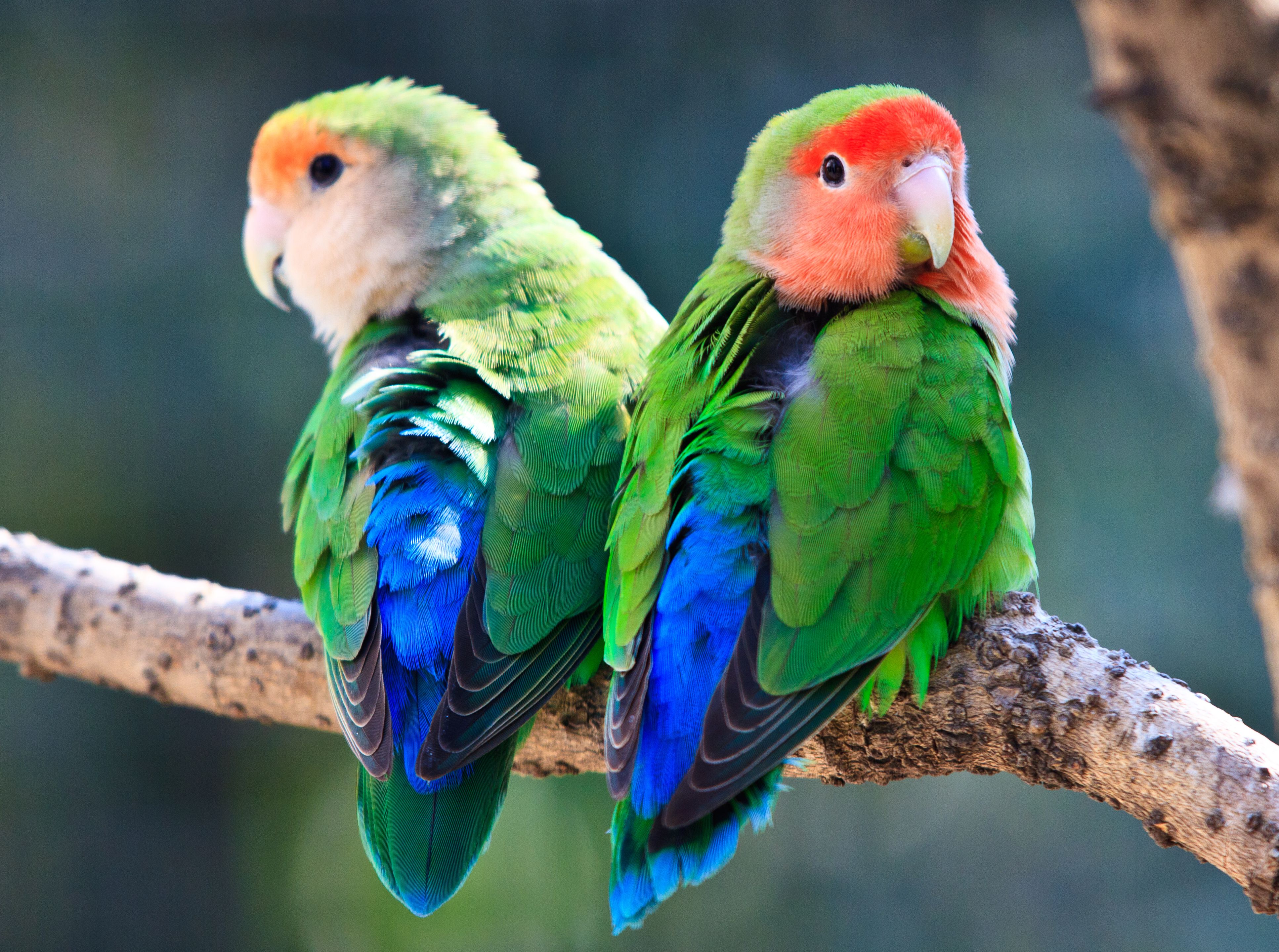 two peach-faced lovebirds sitting on a branch