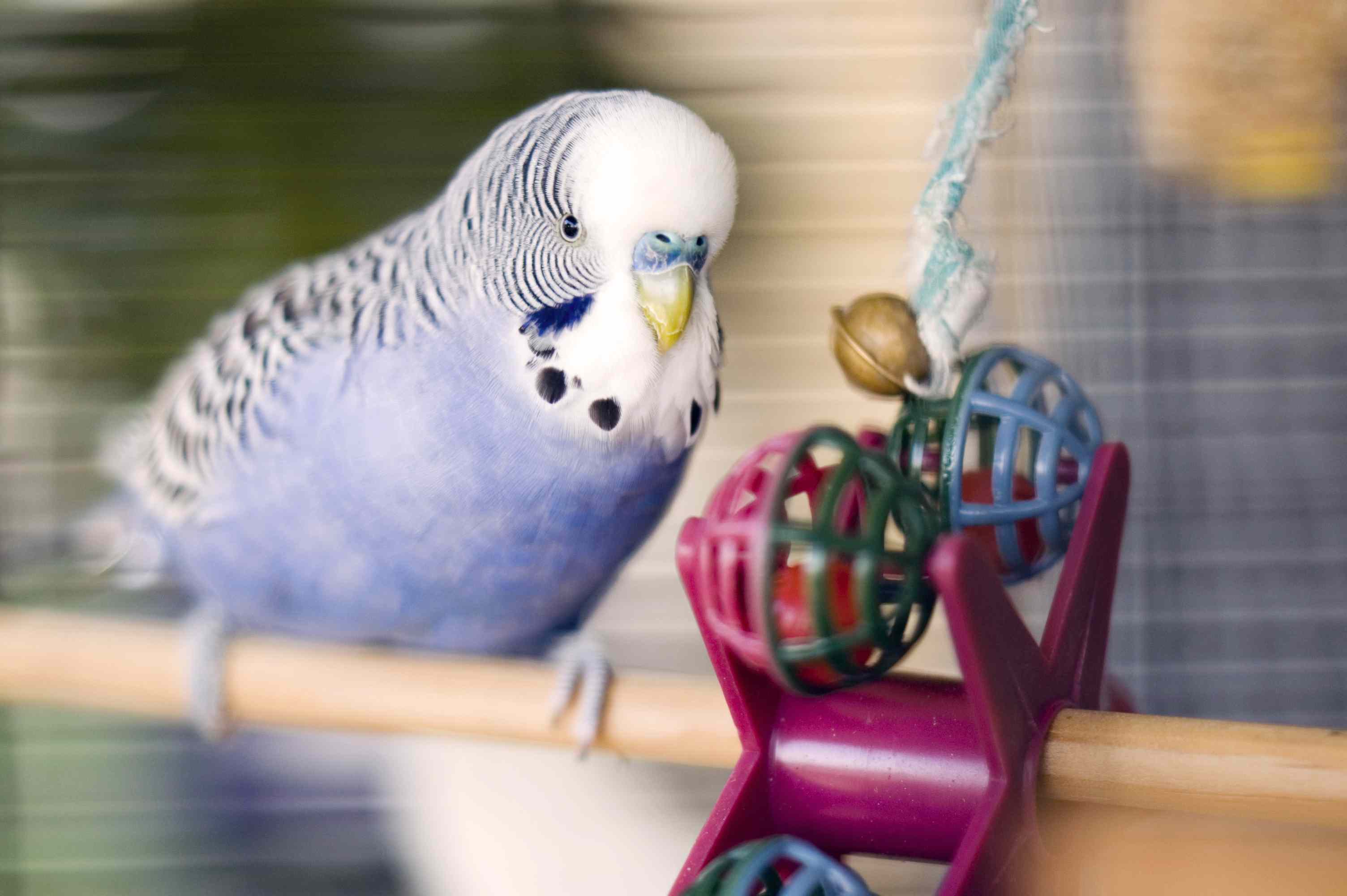 Blue budgie with a toy