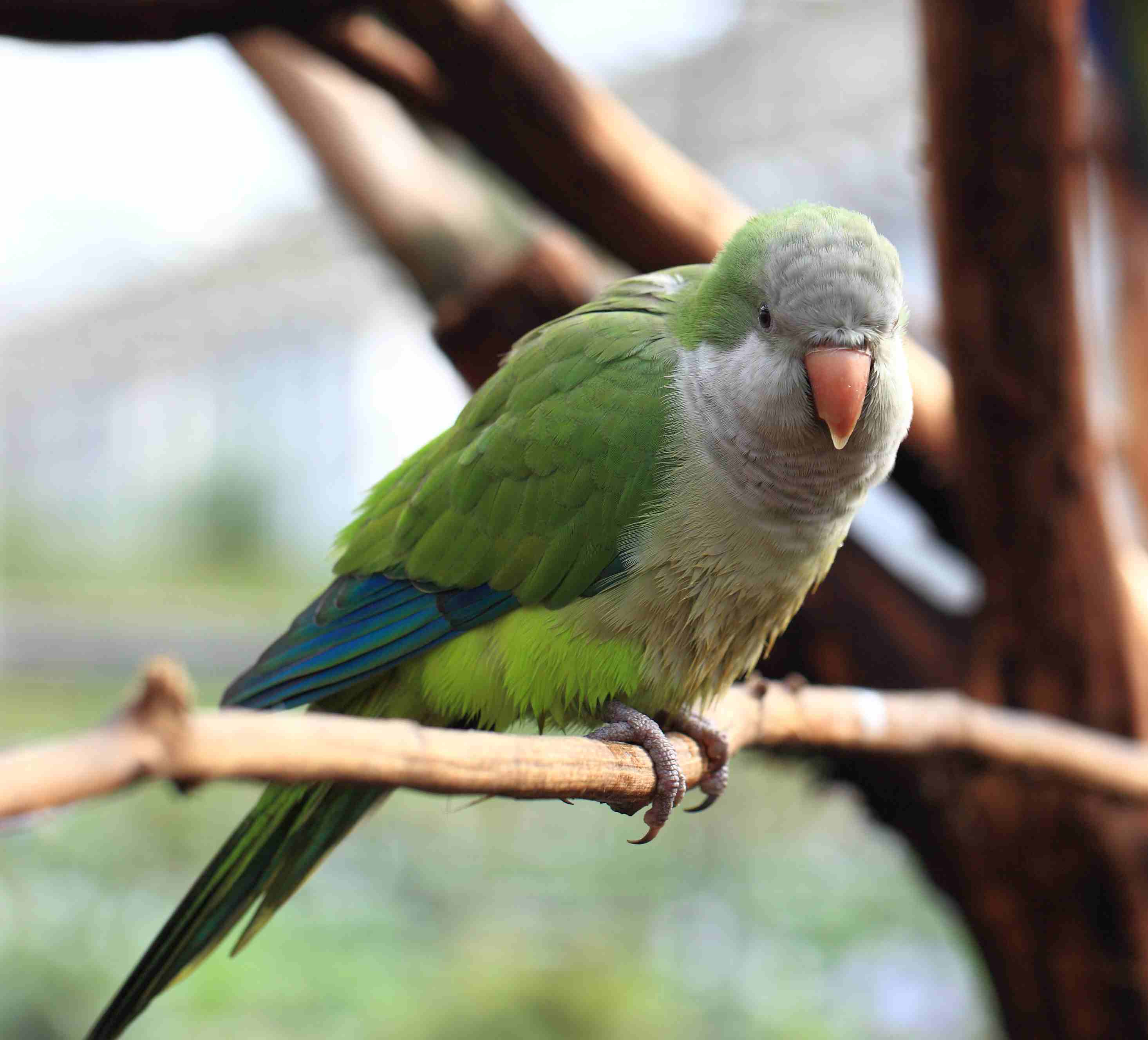 Quaker parrot on a branch