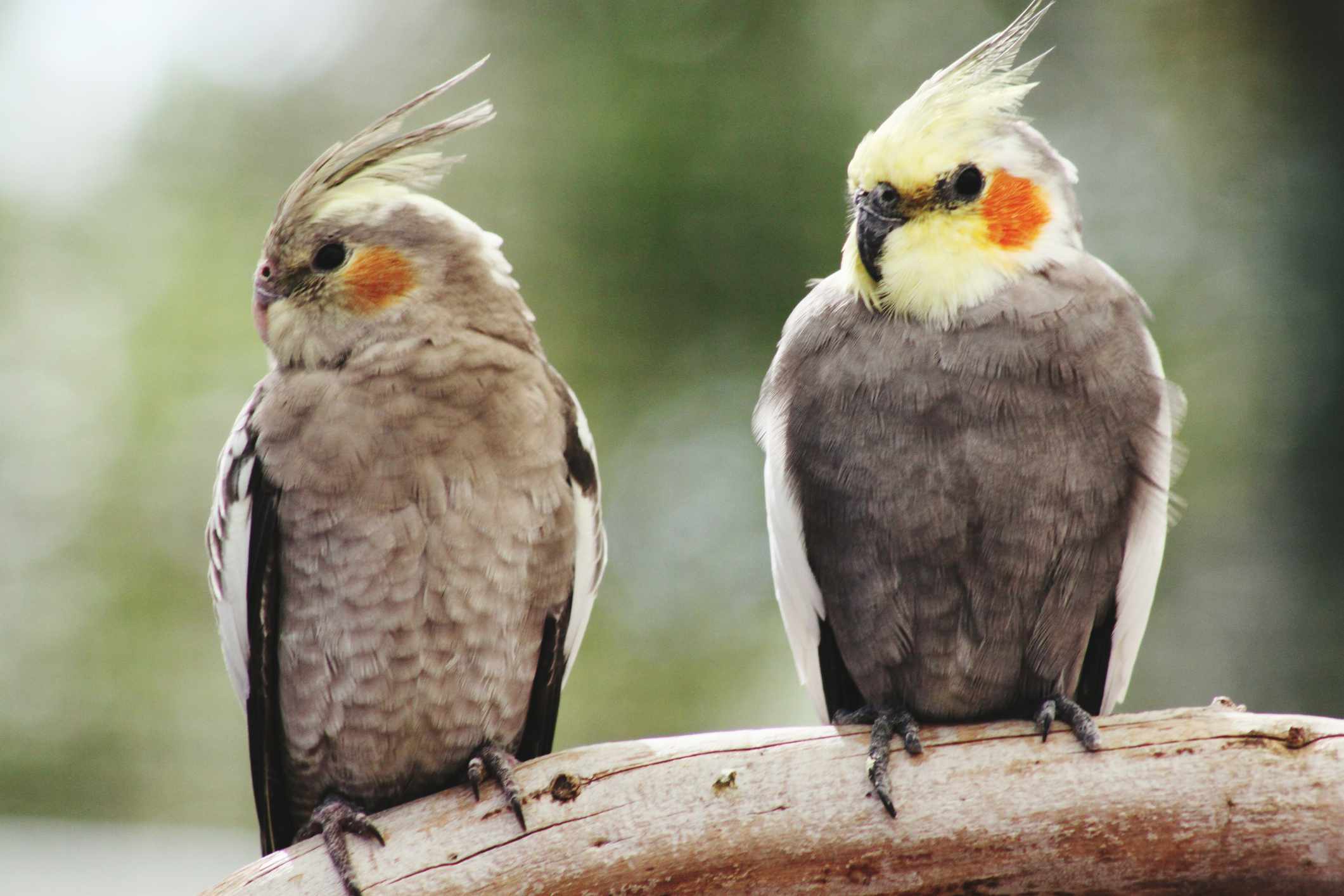 two cockatiels on a branch