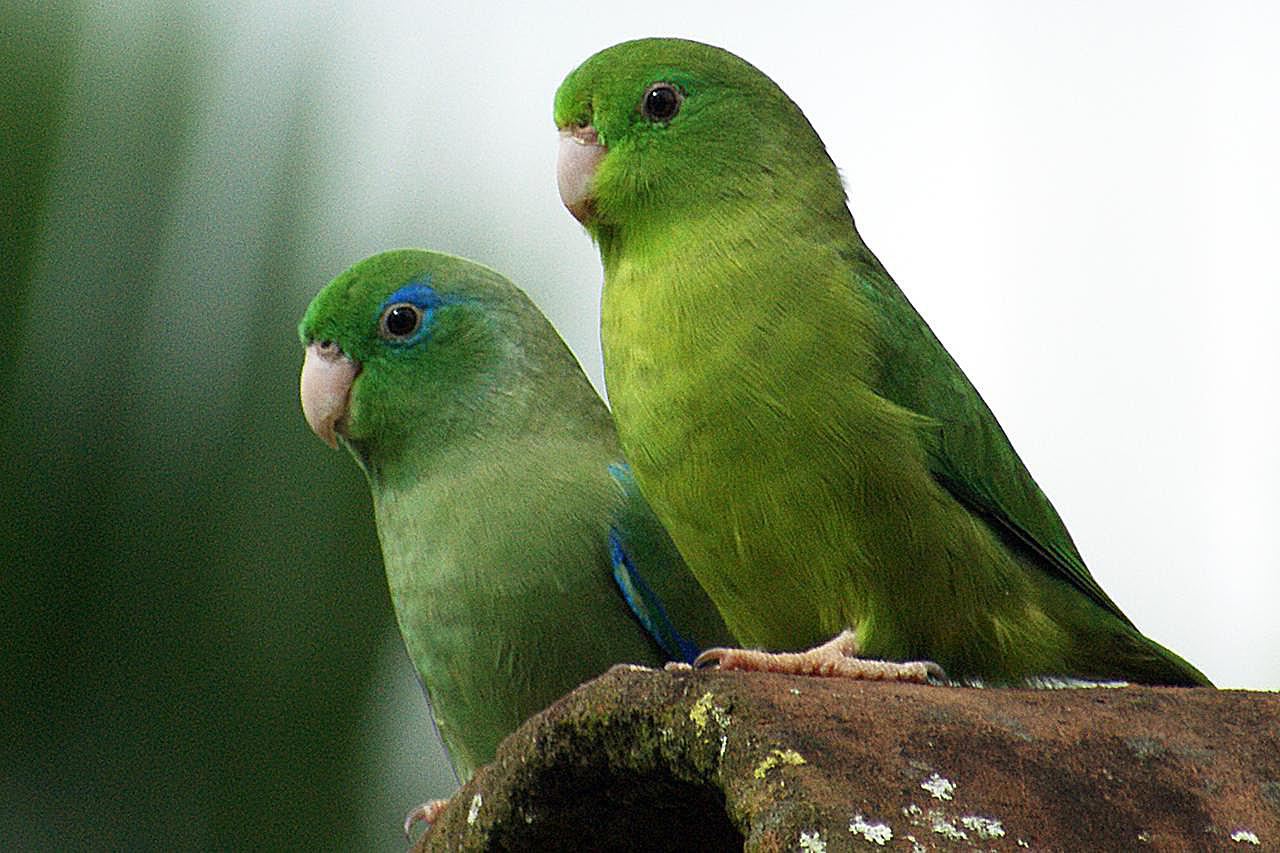 A pair of spectacled parrotlets