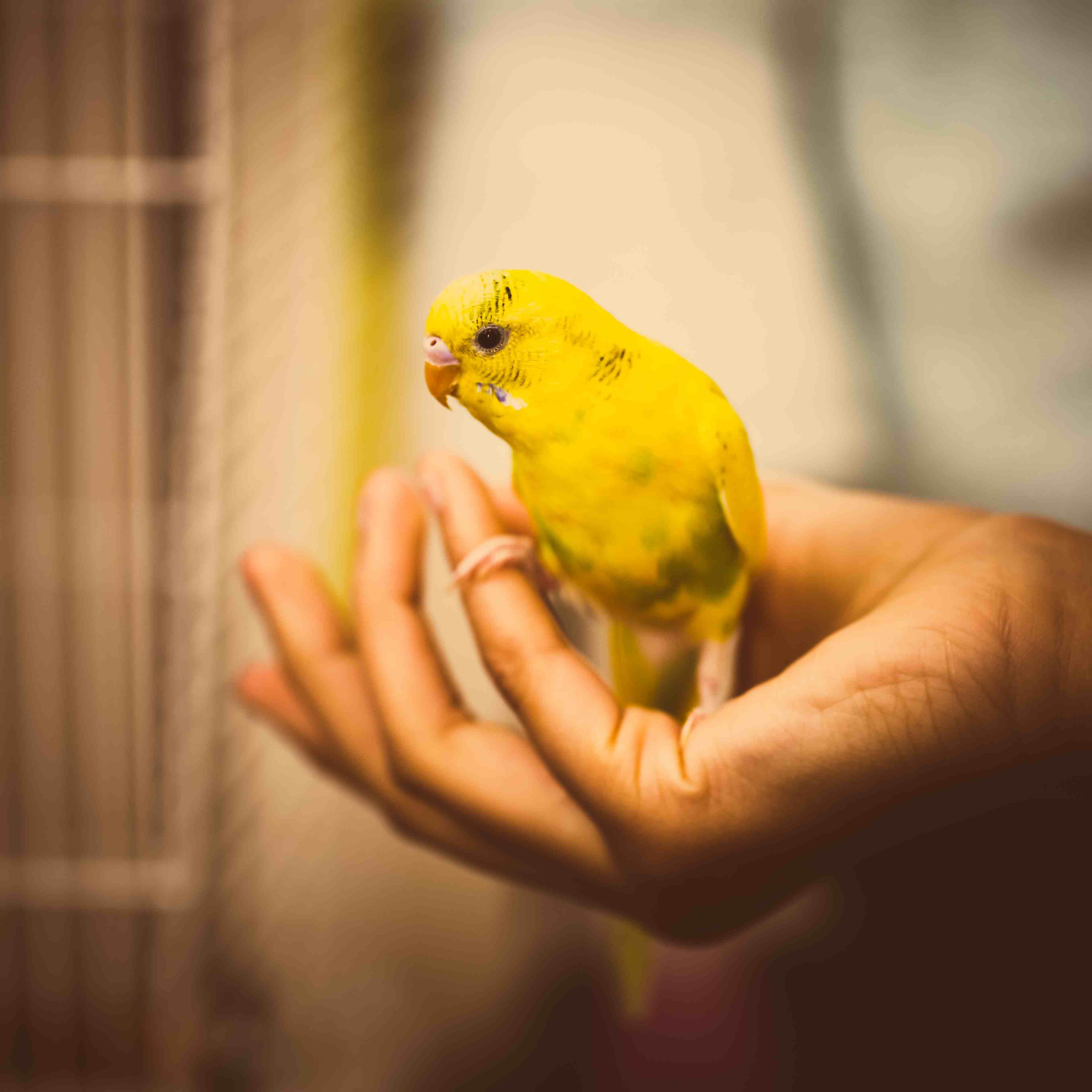 Yellow parakeet perching on a hand