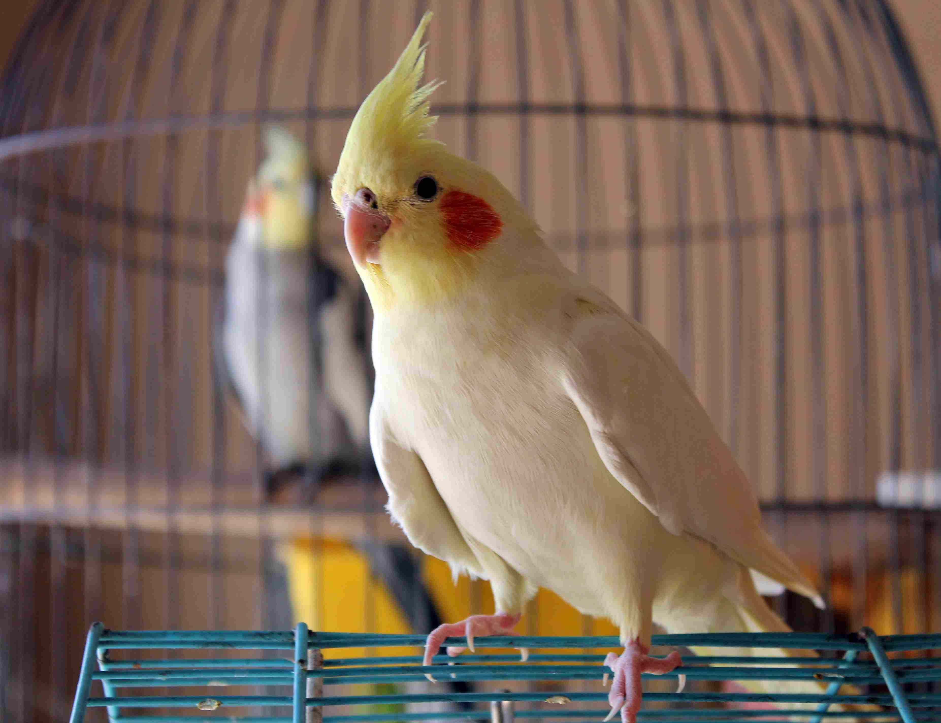 Yellow cockatiel perching on a cage