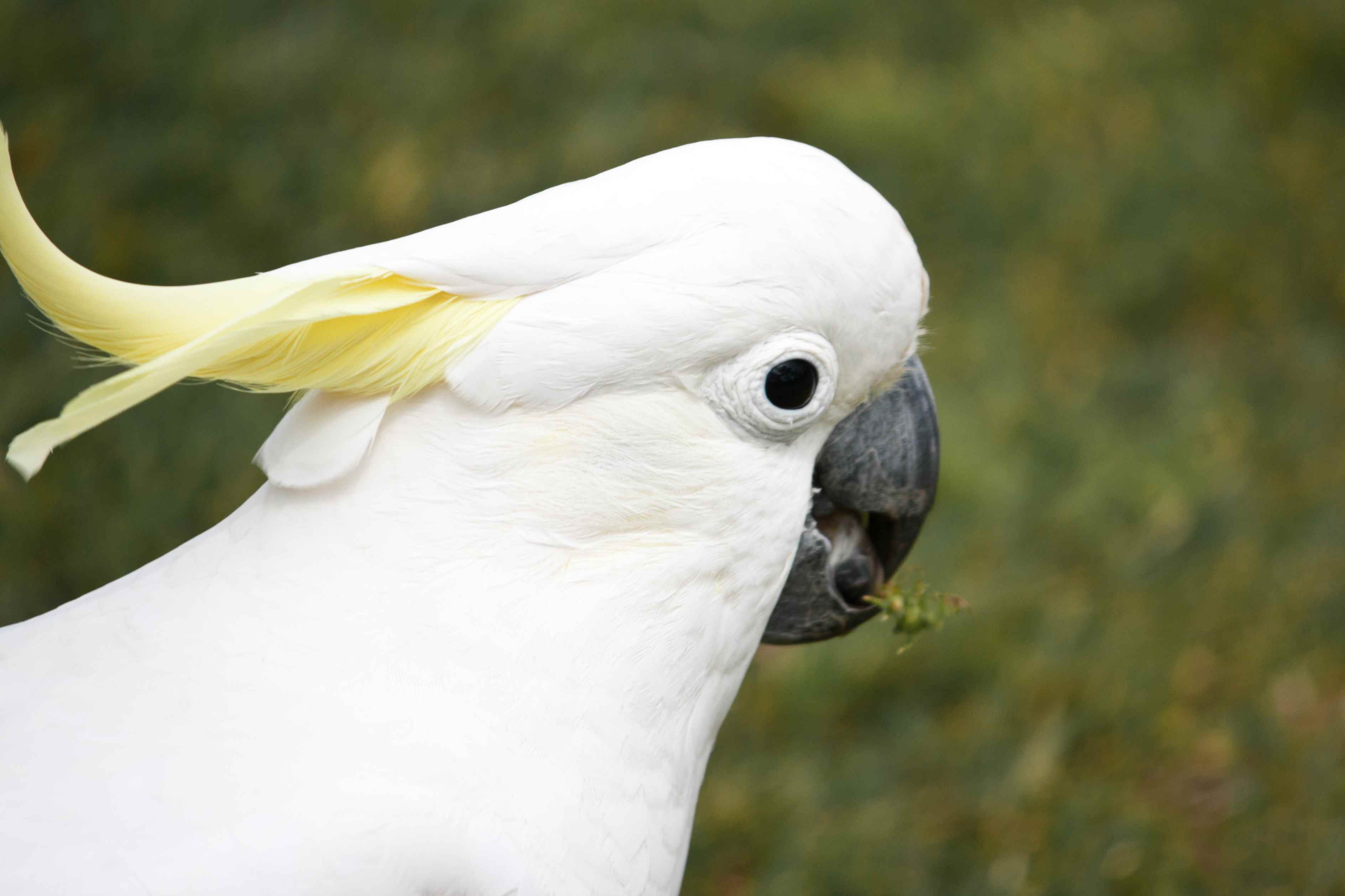 The face of a sulphur-crested cockatoo against a green background
