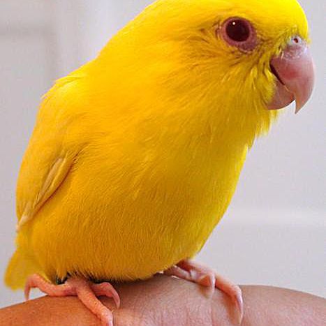 yellow parrotlet