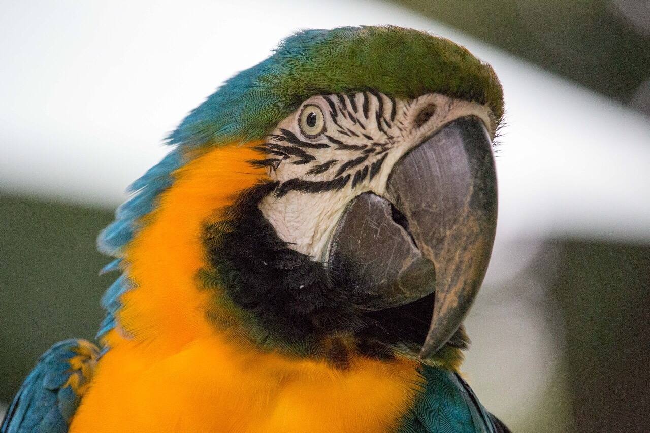Blue-and-gold macaw headshot