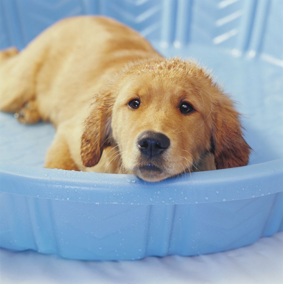Fill a child's wading pool with water for puppy cooling soaks and splashing fun.