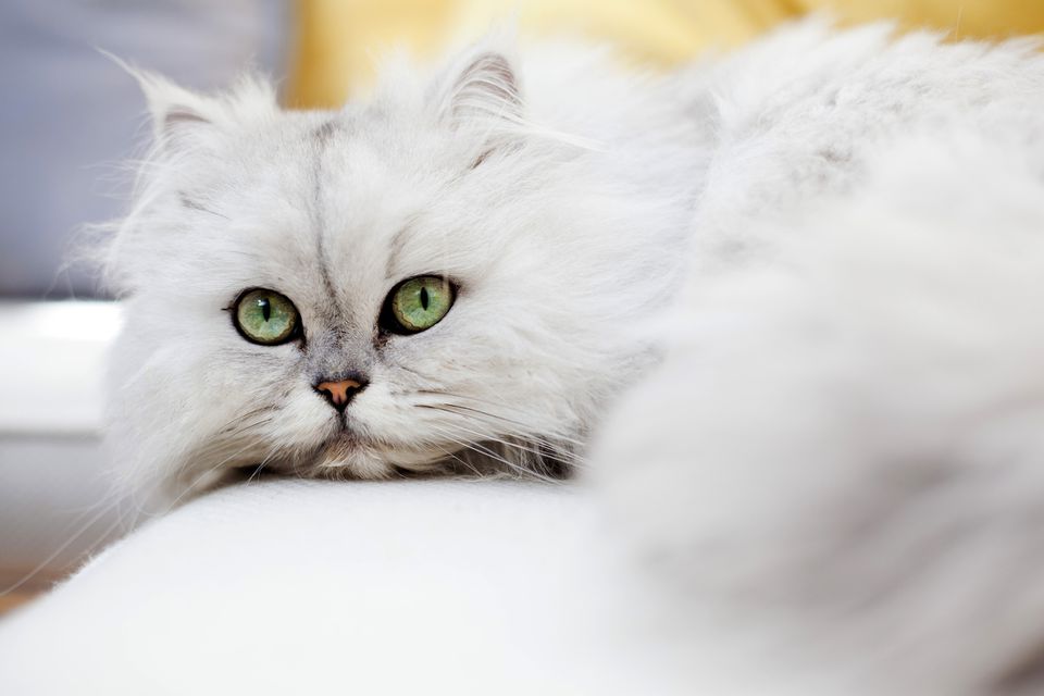 A Persian cat looking into the camera.
