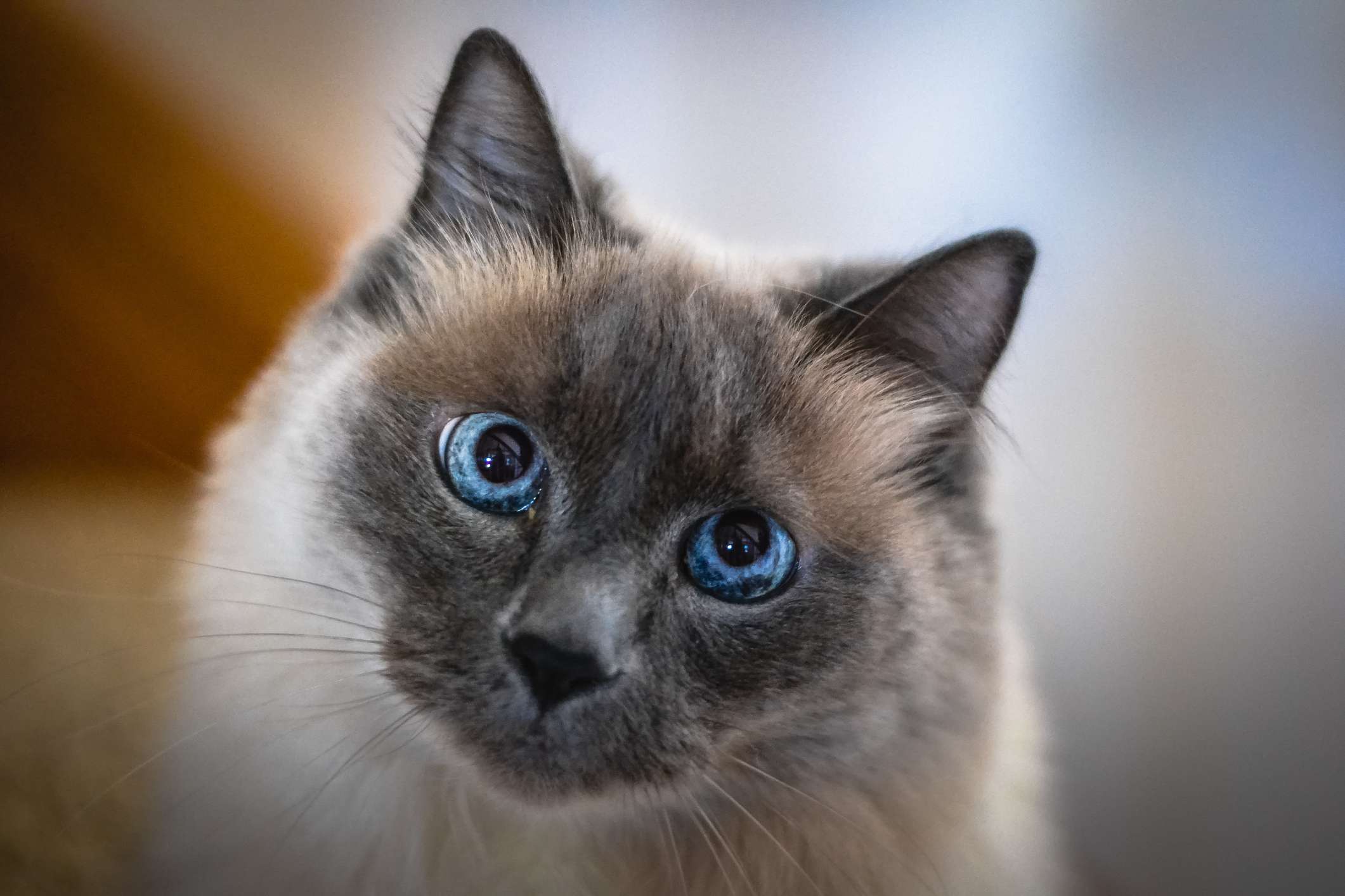 A Siamese cat looking into the camera.