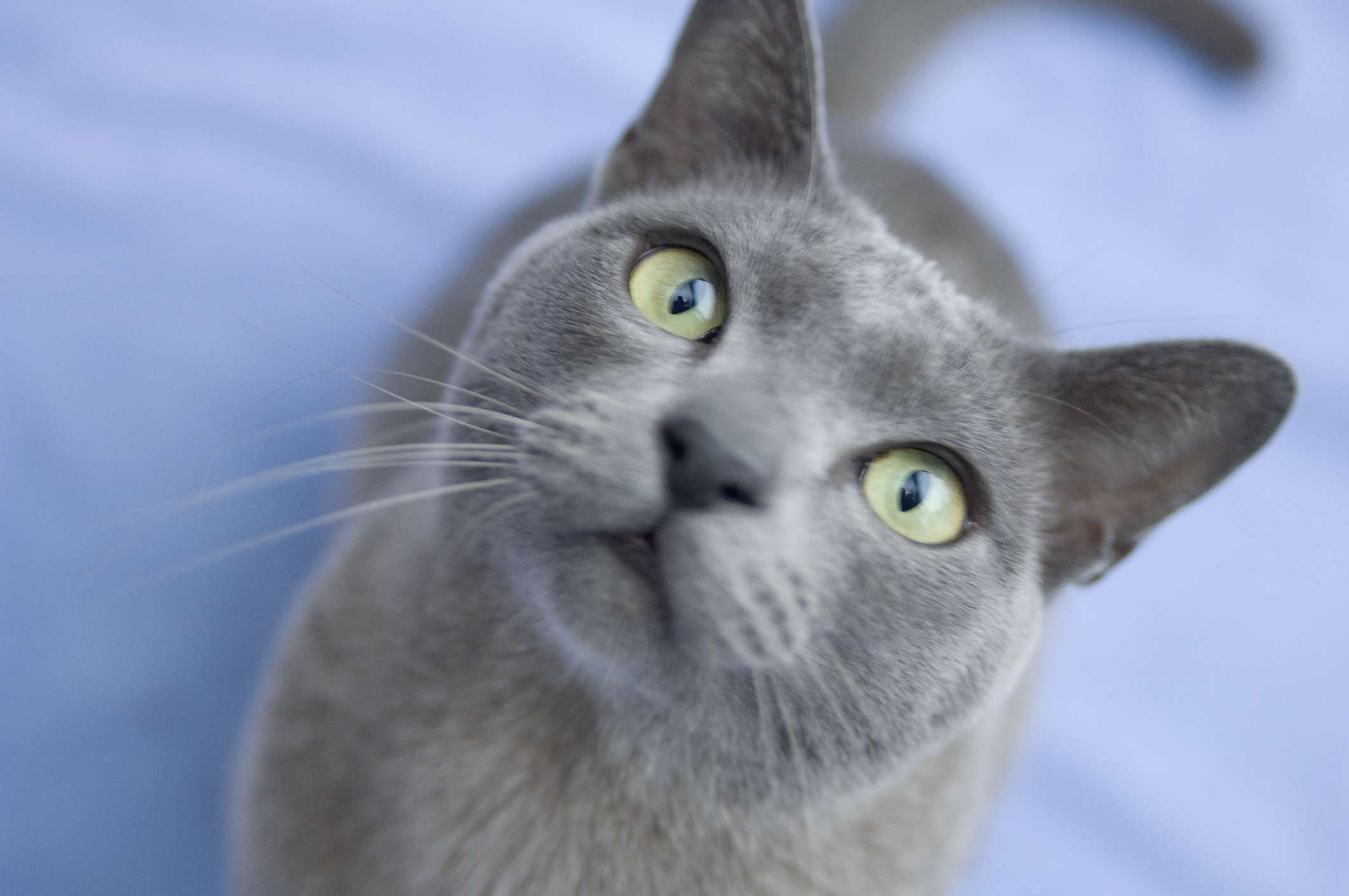 A Burmese cat looking into the camera.