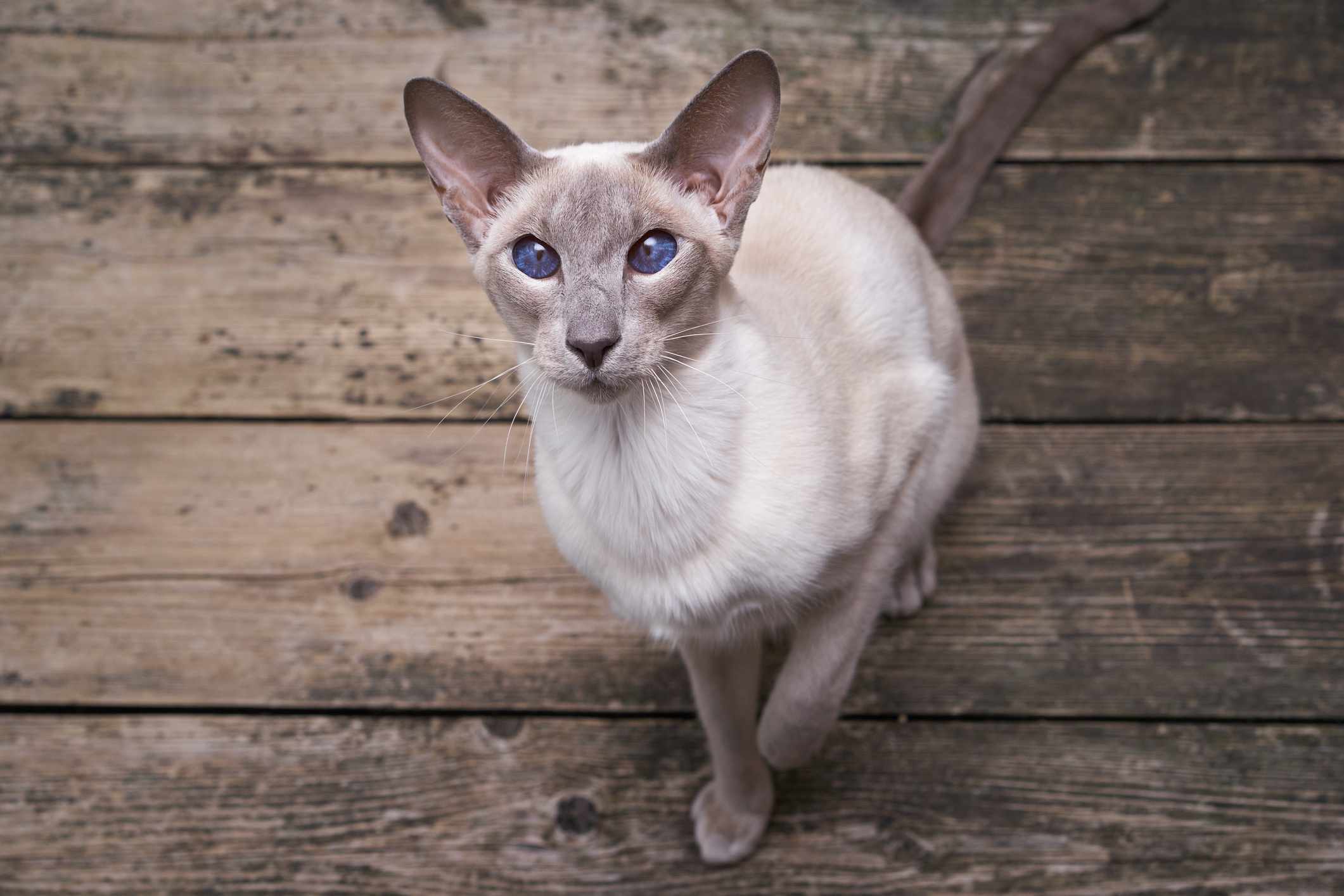 An Oriental Shorthair cat looking into the camera.