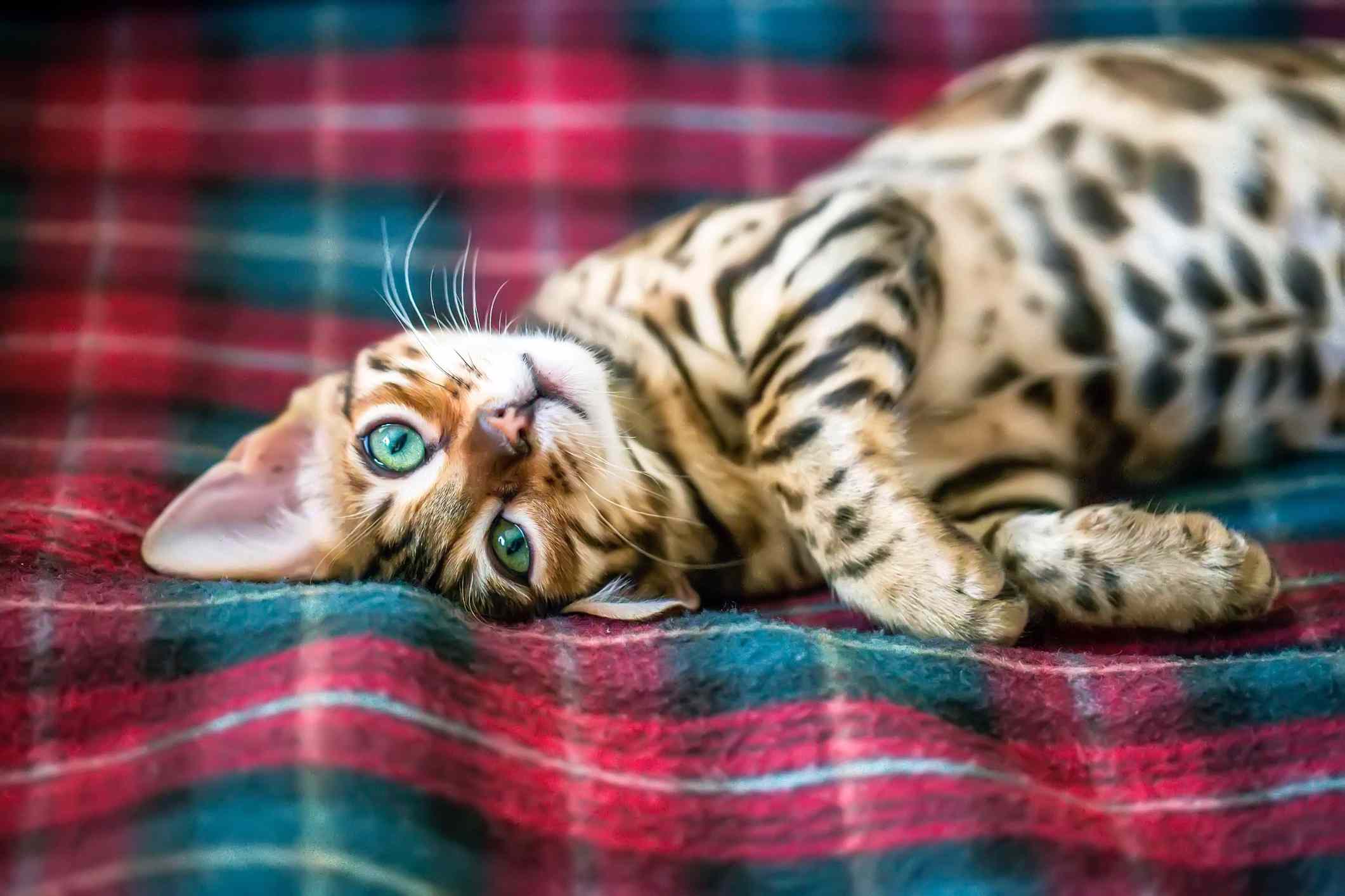 A Bengal cat lounging on a bed.