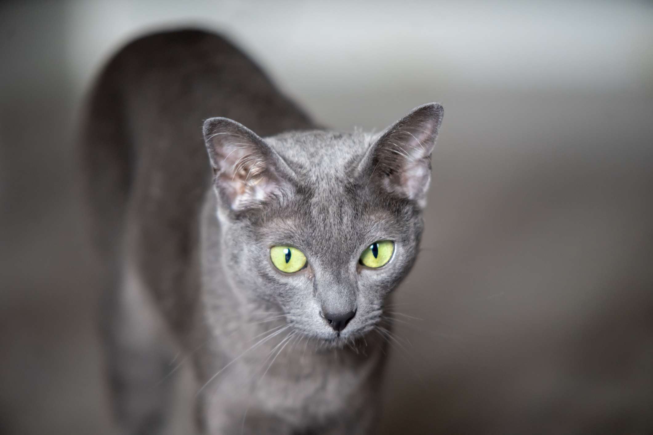 A Korat cat looking into the distance.