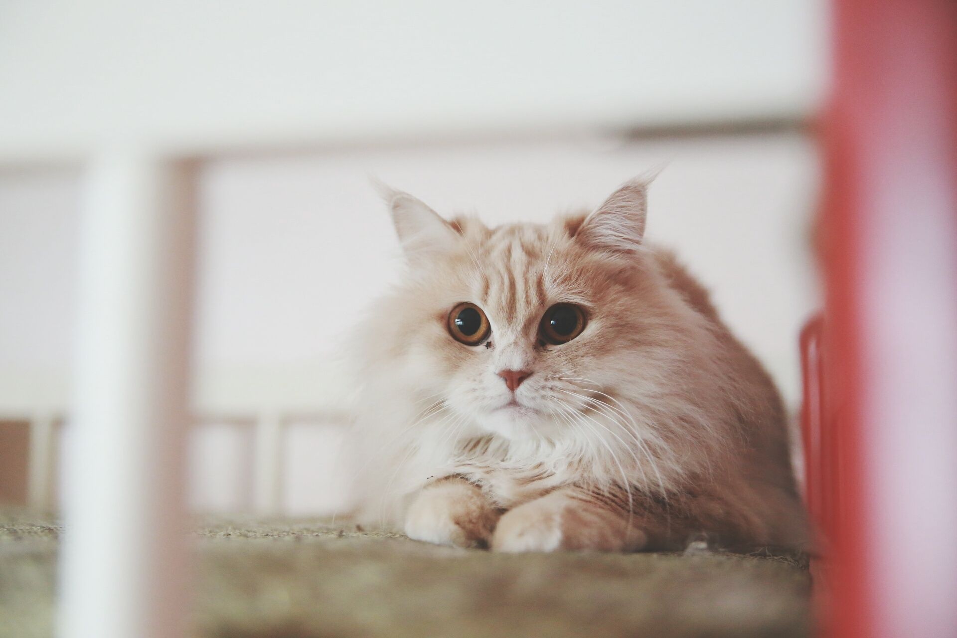 A Turkish Angora cat looking into the camera.