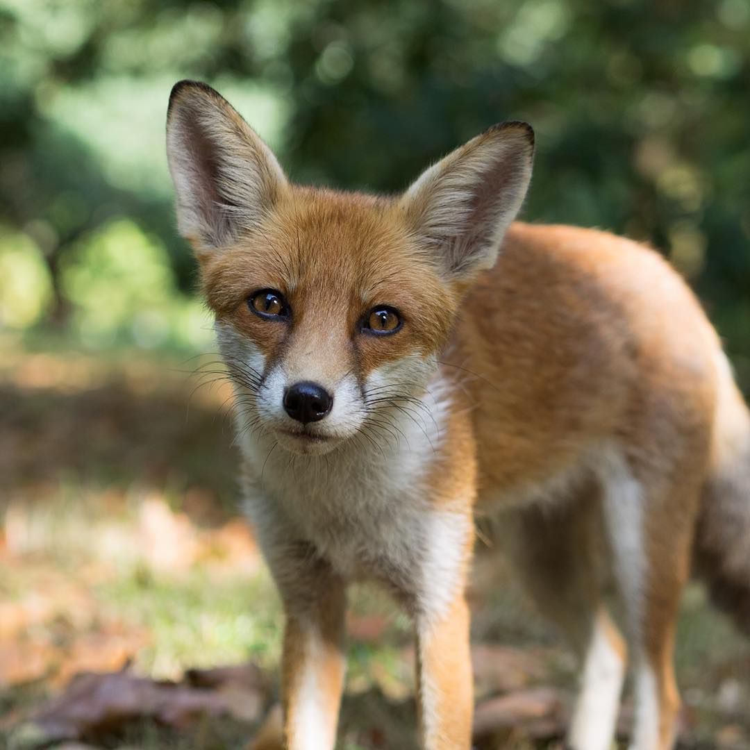 A red fox looking into the camera.