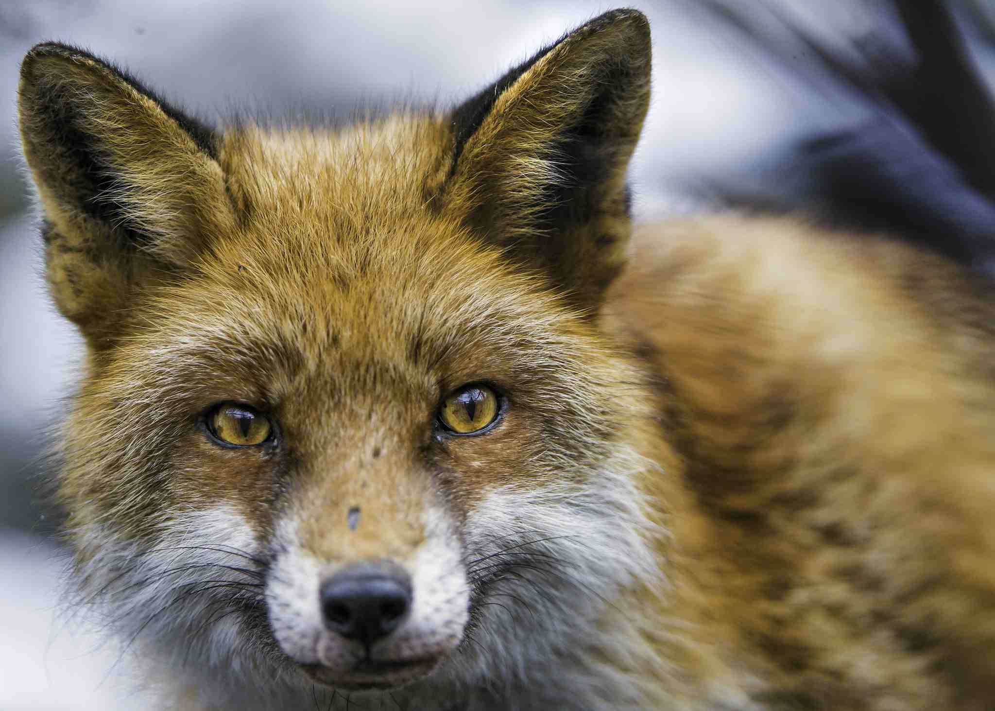 A close-up of a red fox looking into the camera.