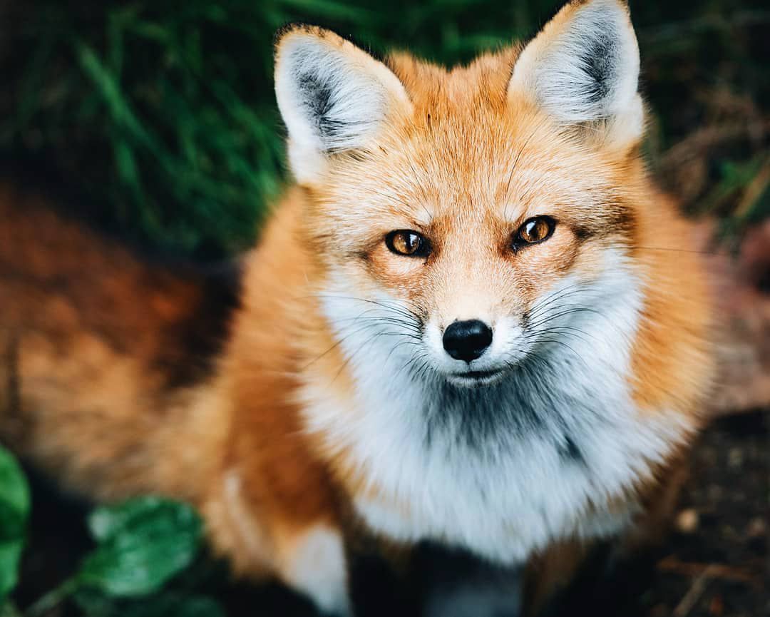 A close-up of a red fox.