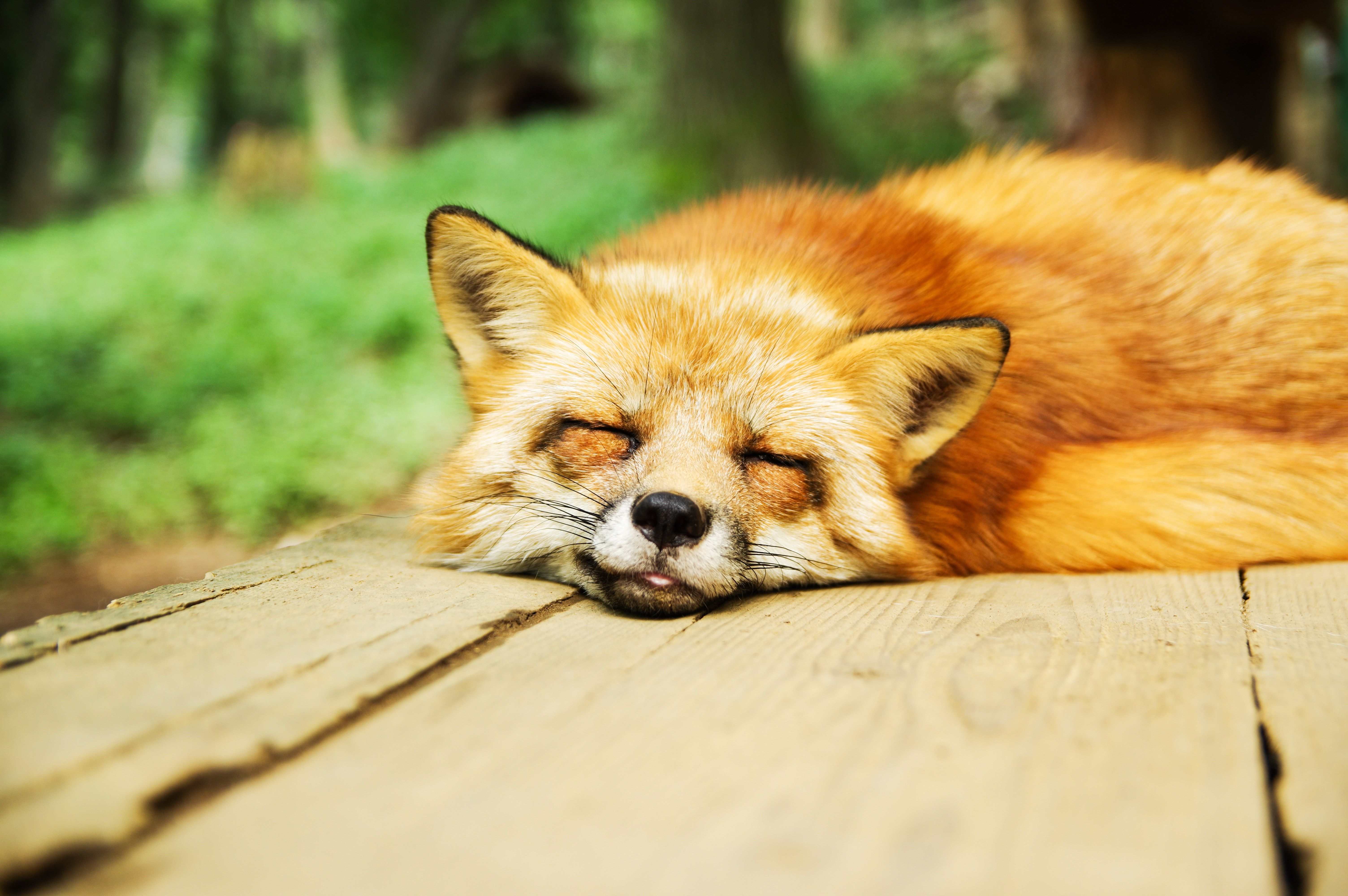A red fox napping on a porch.
