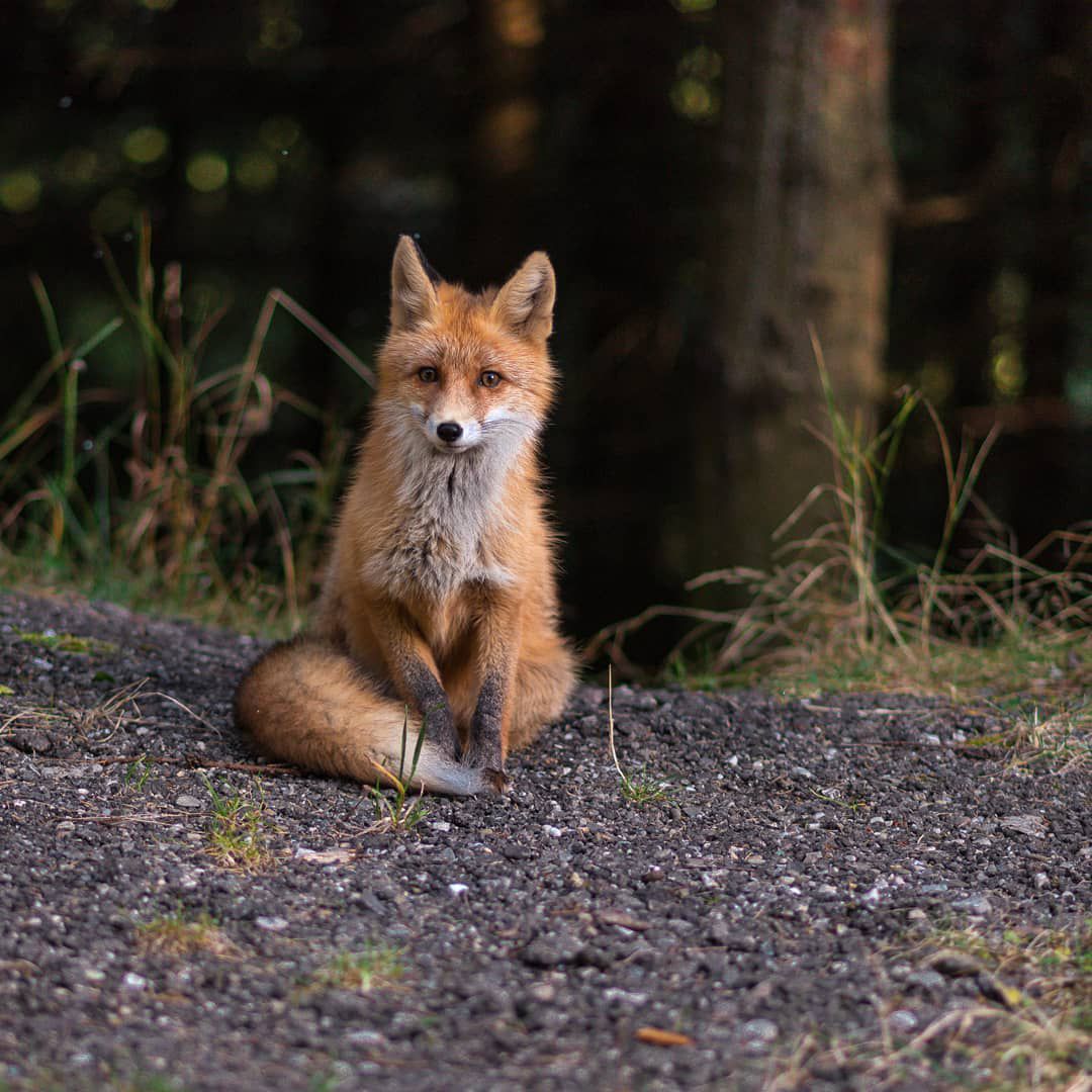 A red fox sitting in the woods.