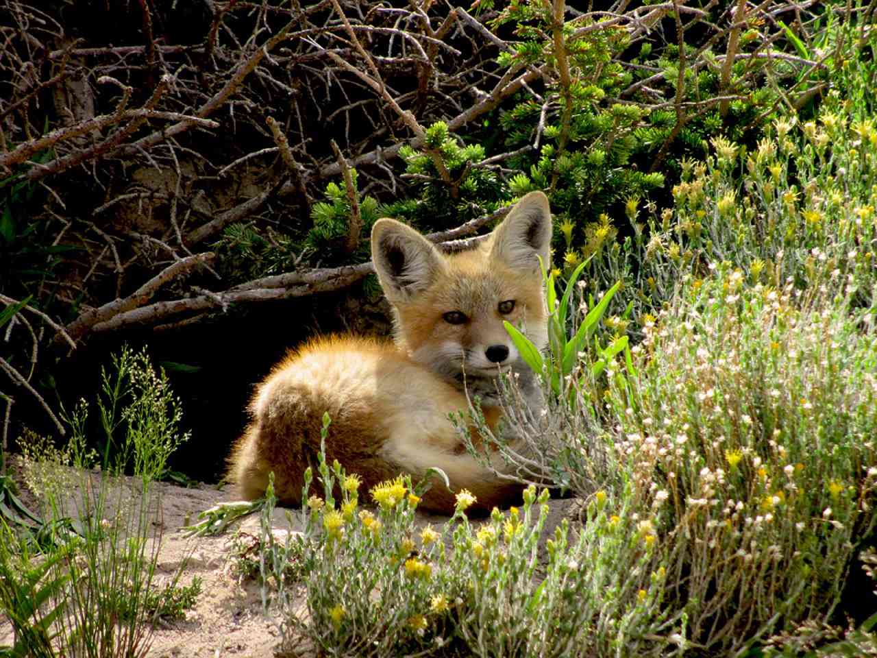 A baby red fox resting next to flowers.