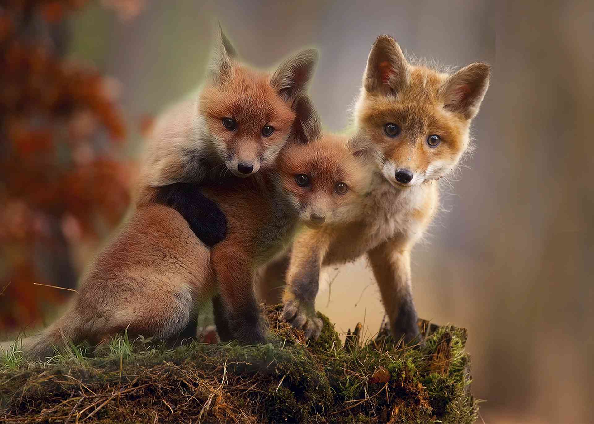 Three baby red foxes looking at the camera.