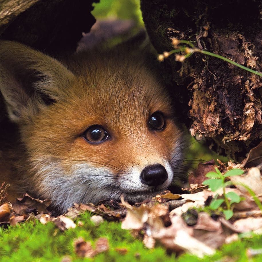 A baby red fox hiding under a log.