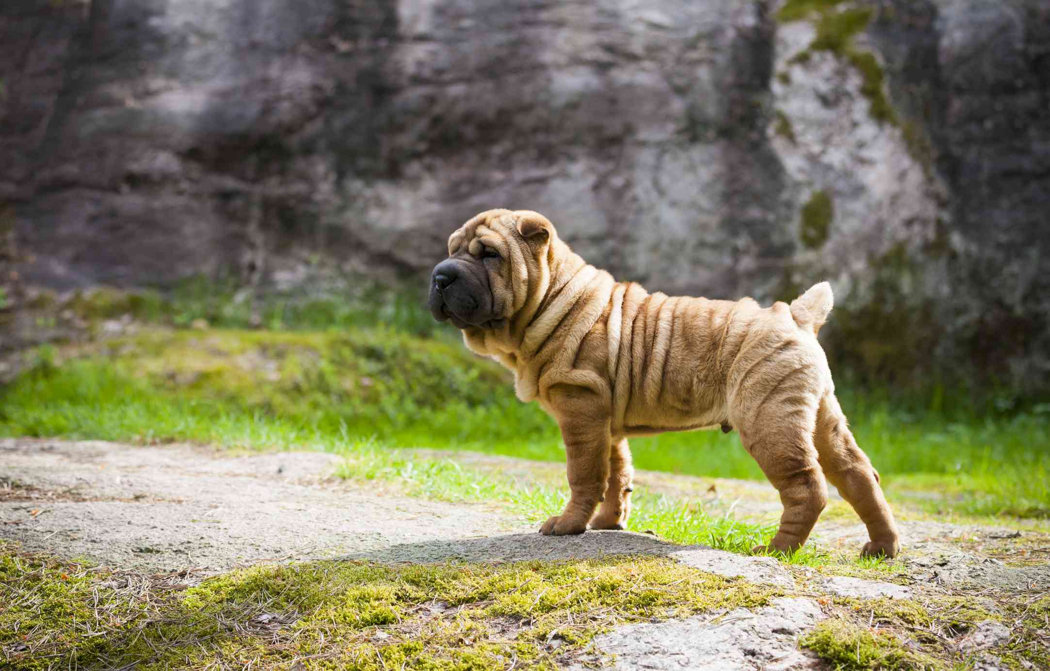A very wrinkly Shar-Pei puppy with a tan coat and a black nose walking in the forest.