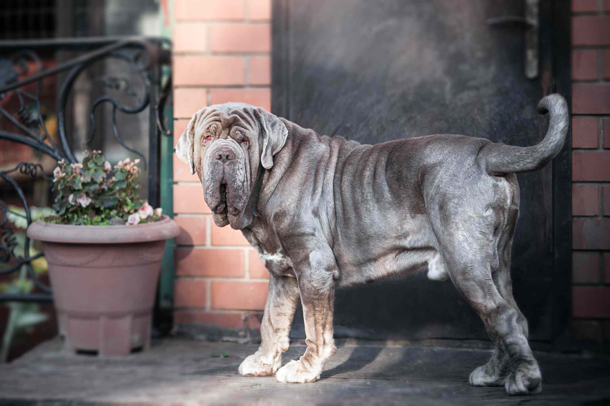 A large grey Neaopolitan Mastiff dog walking in the street turning to look at the camera.