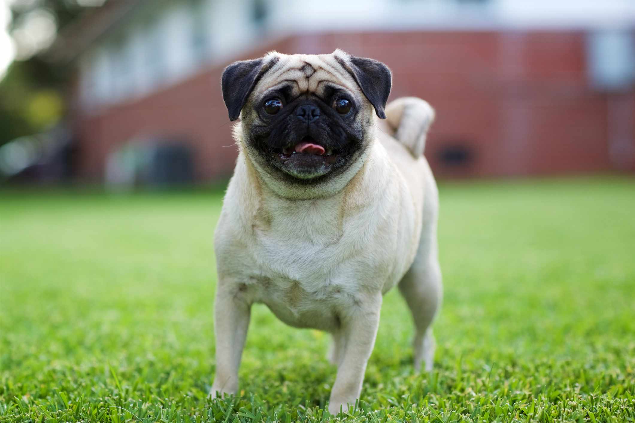 A tan pug with a black face standing in the grass looking at the camera with its tongue out.