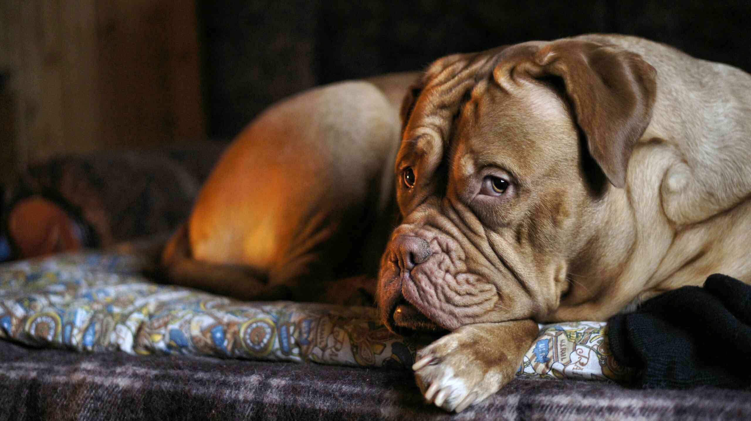 A large, brown, wrinkly dog laying down and looking sheepishly at the camera.