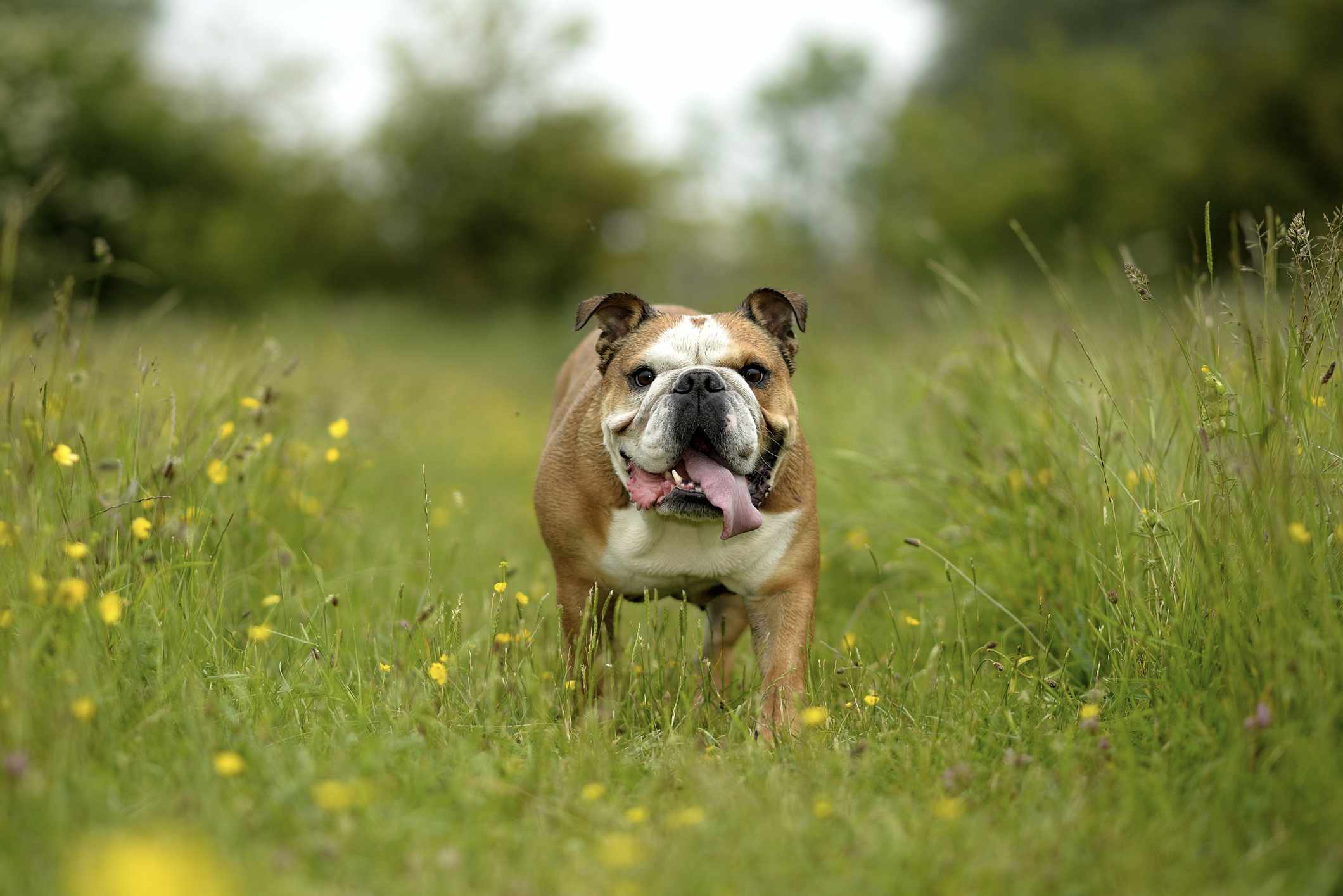 A tan and white English Bulldog standing in a field of wildflowers and long grass and looking at the camera with its mouth open.