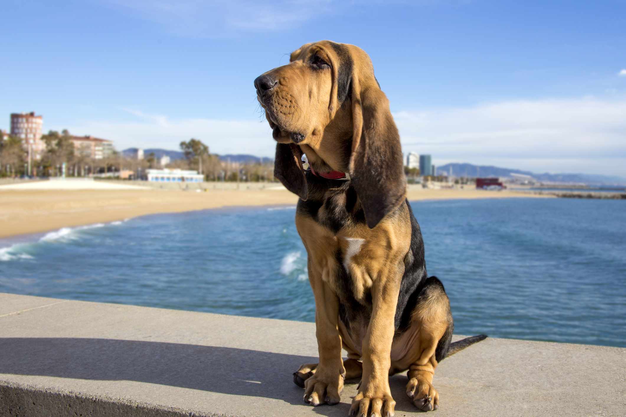 A bloodhound with long, droopy ears and very loose skin sits on a ledge in front of the ocean.