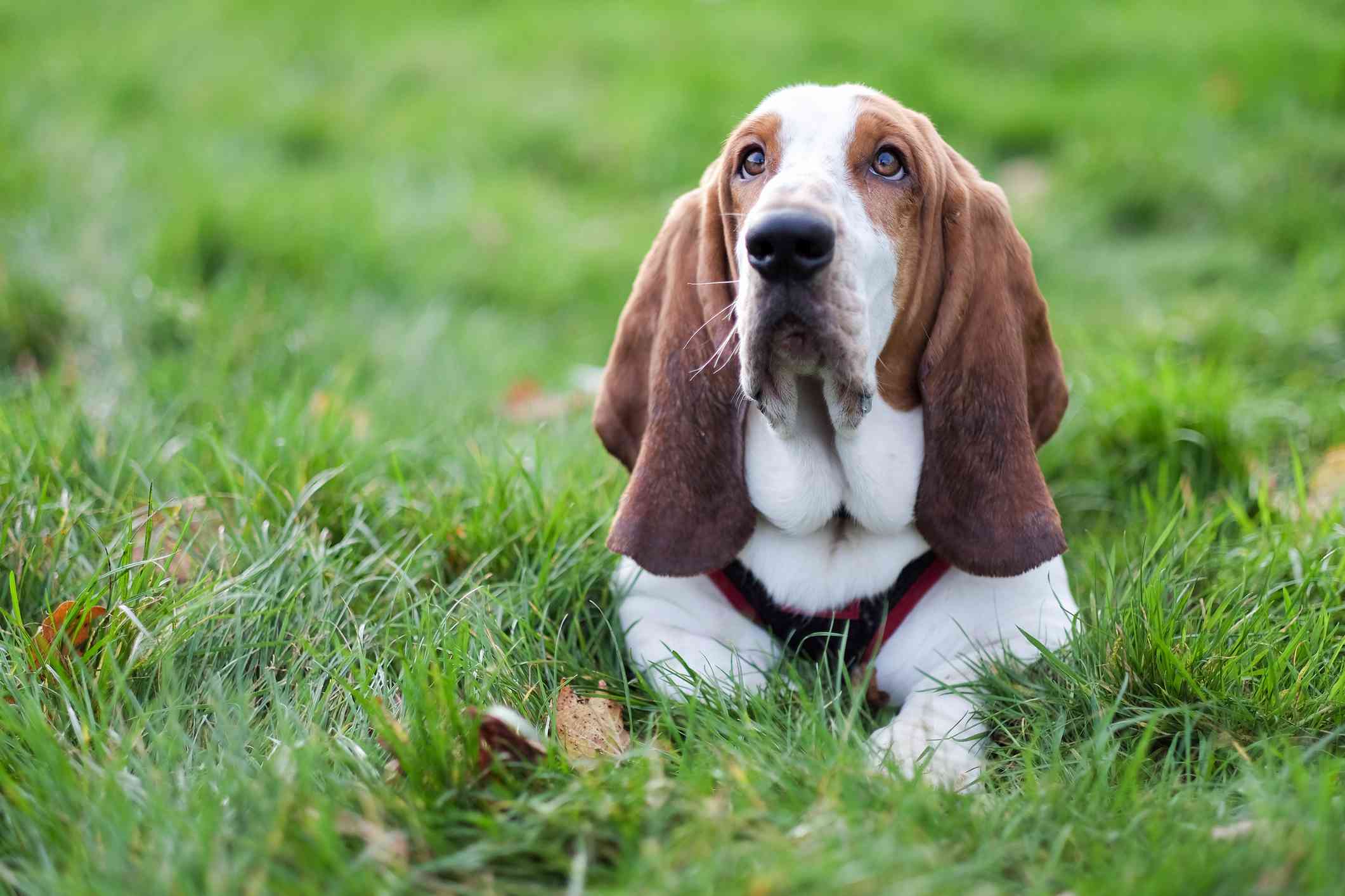 A Basset Hound with long ears laying on the grass and looking at his owner.