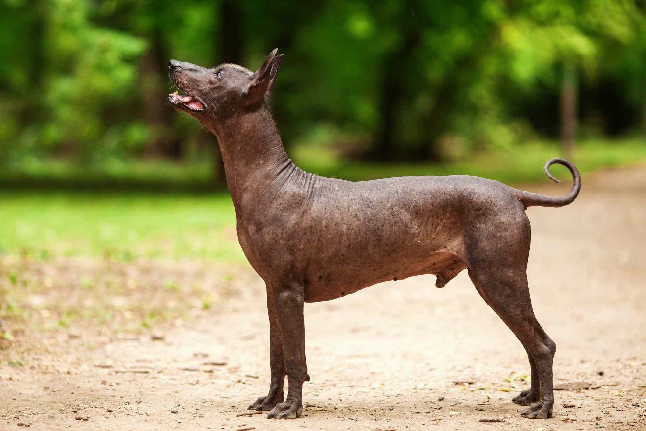 The profile of a hairless dog with black skin standing on a trail.