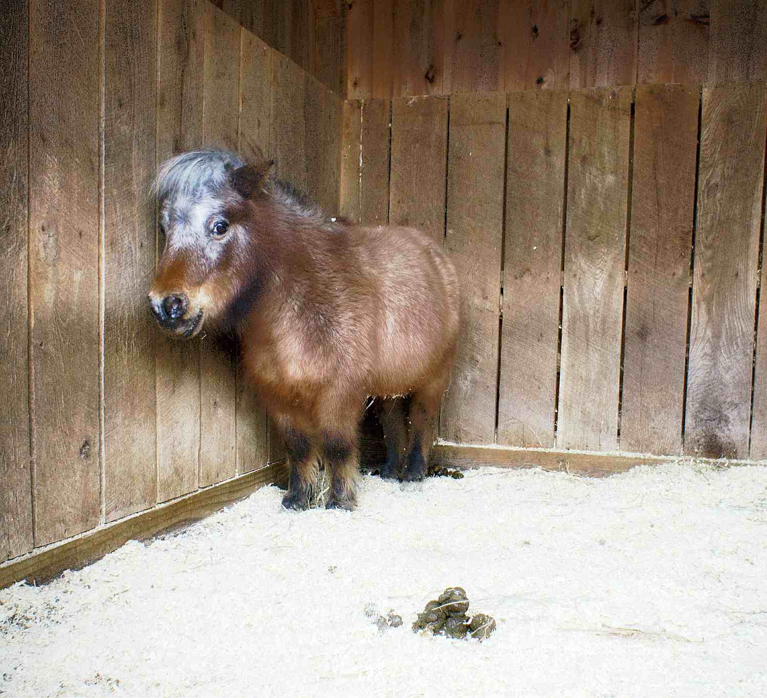 Close-up of pony standing in a stable