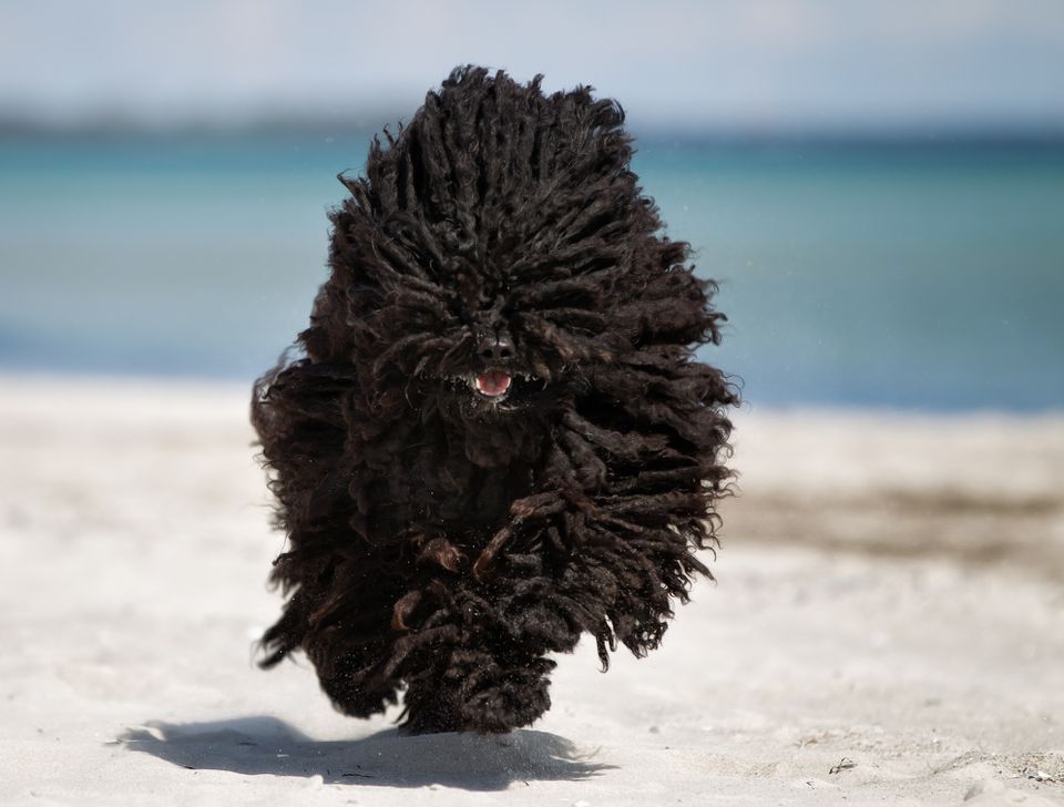 Pumi dog running on beach