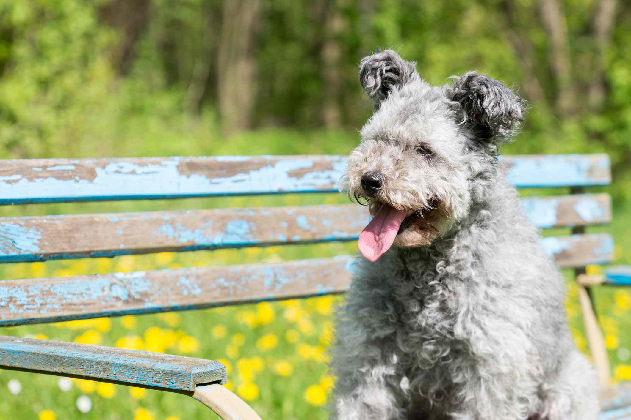Pumi dog on bench