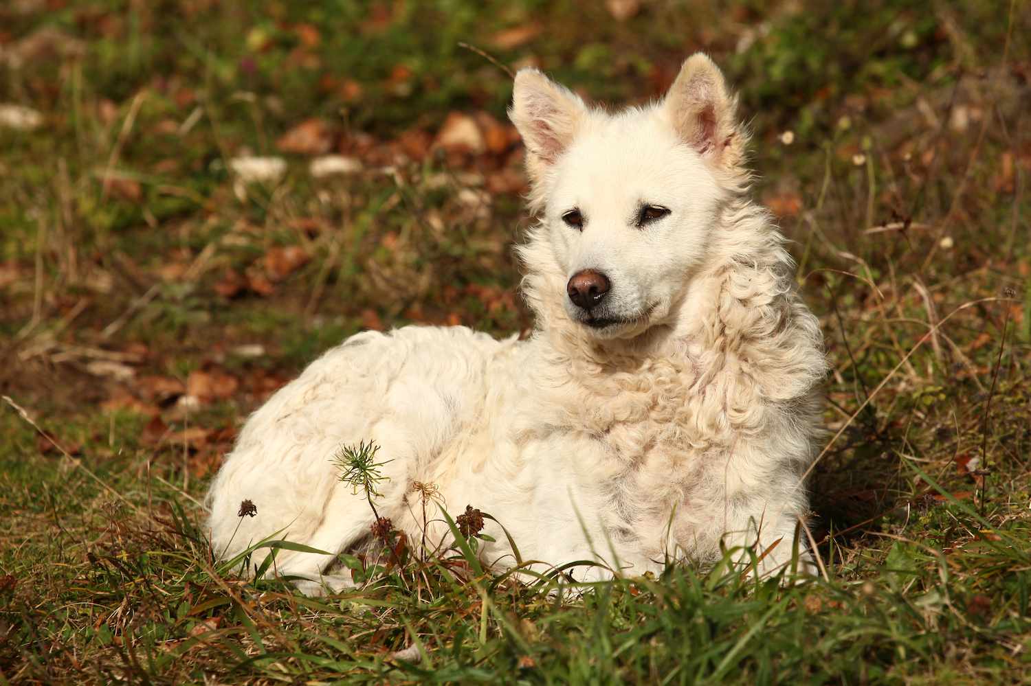 mudi dog sitting in grass