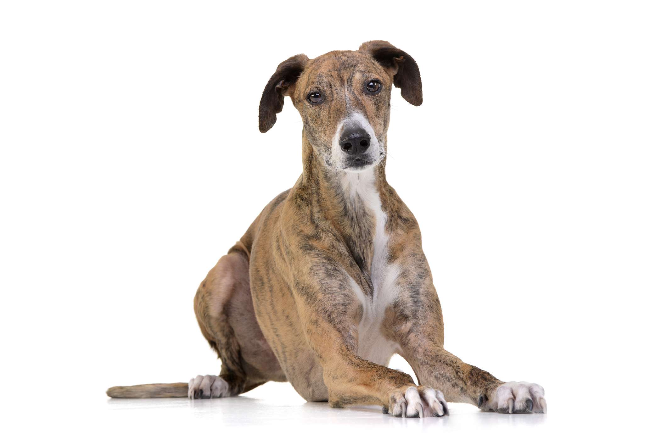 Hungarian sighthound and white background