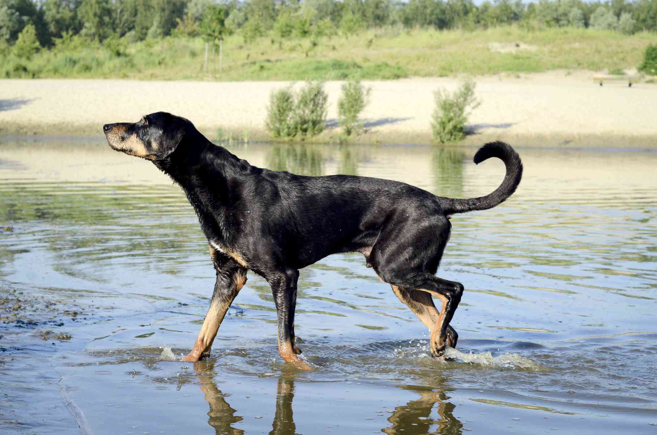 Translyvanian hound in water