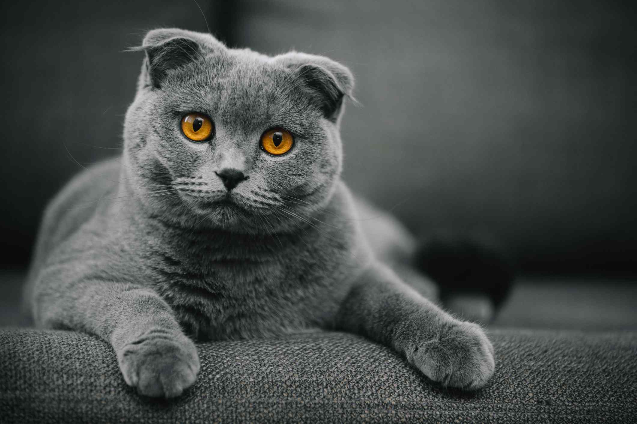 A grey Scottish Fold cat on a grey couch looking at the camera with golden eyes.