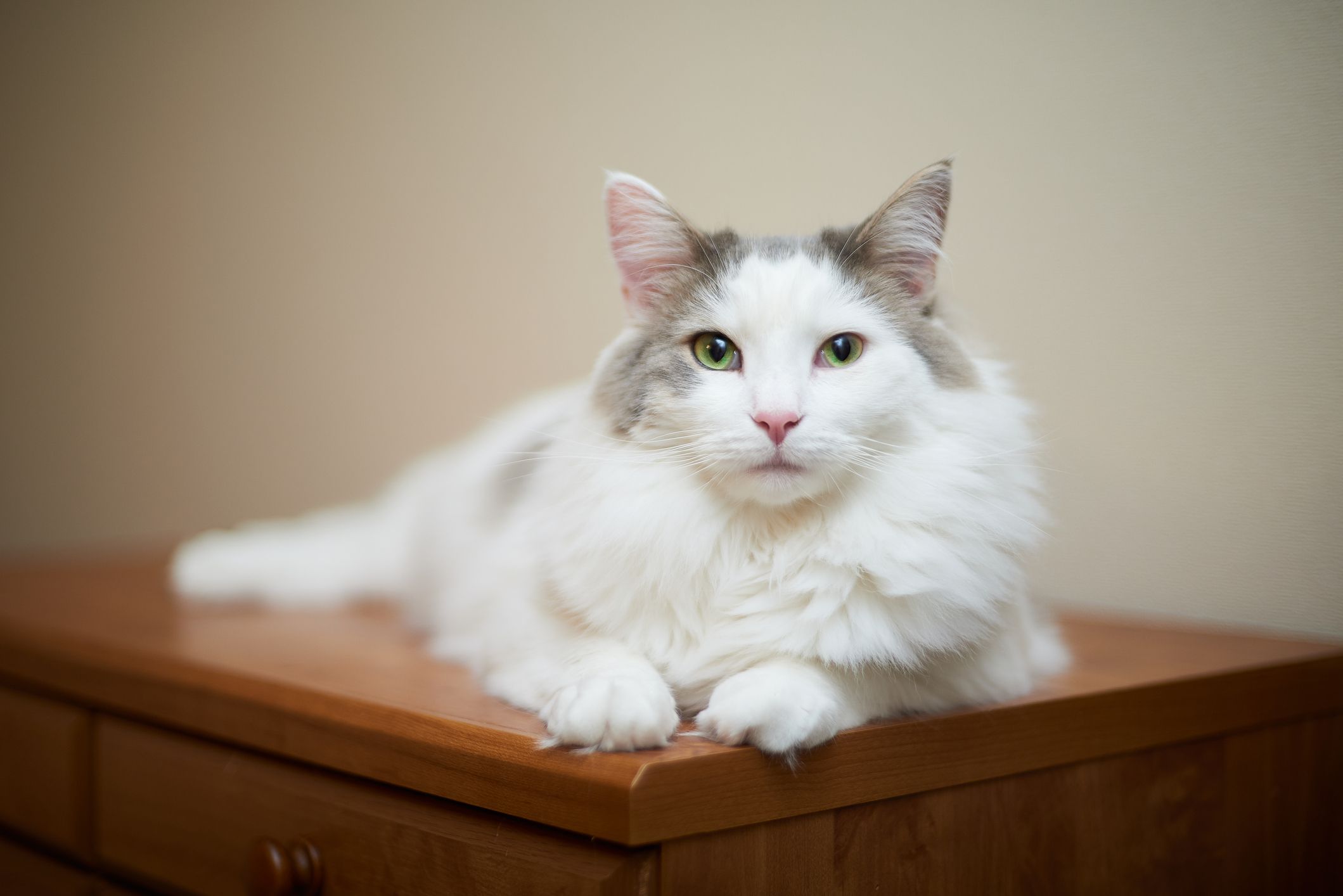 A white cat with long hair and green eyes sitting on a wood dresser and looking at the camera.
