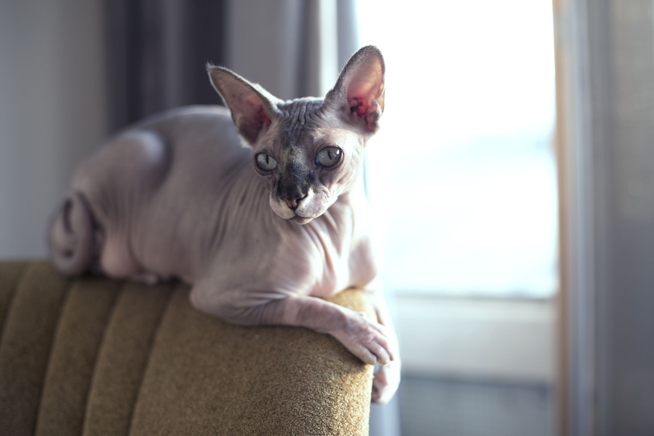 A hairless Sphynx cat laying on the top of a chair in front of a window.