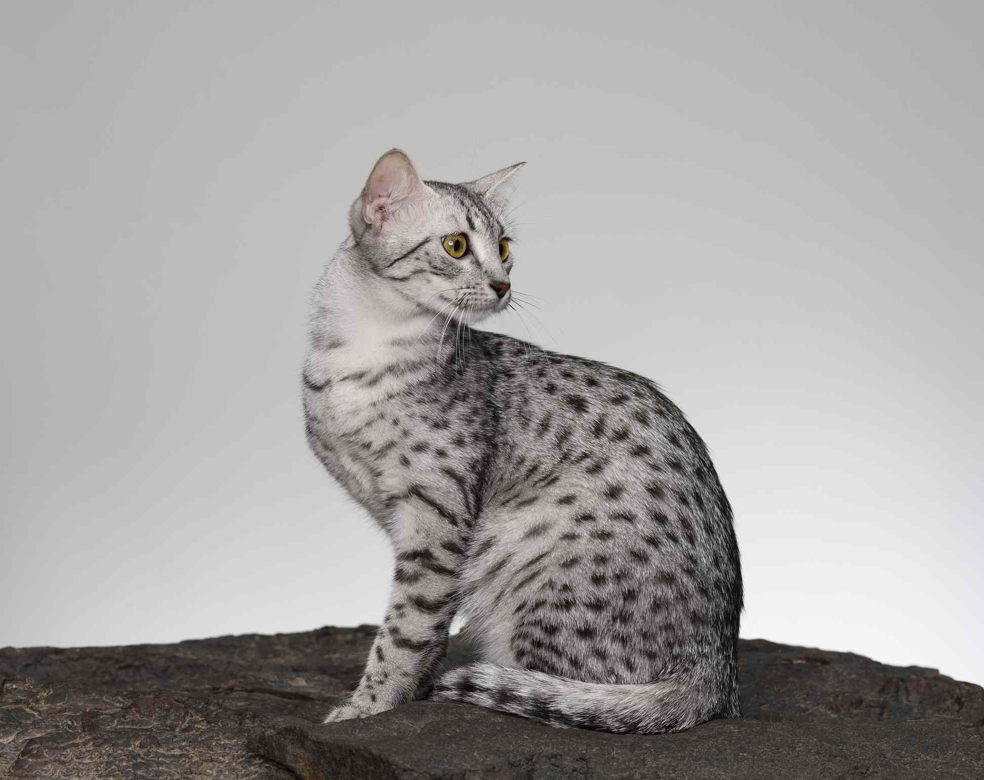 A spotted Egyptian Mau cat sitting up but looking behind him.