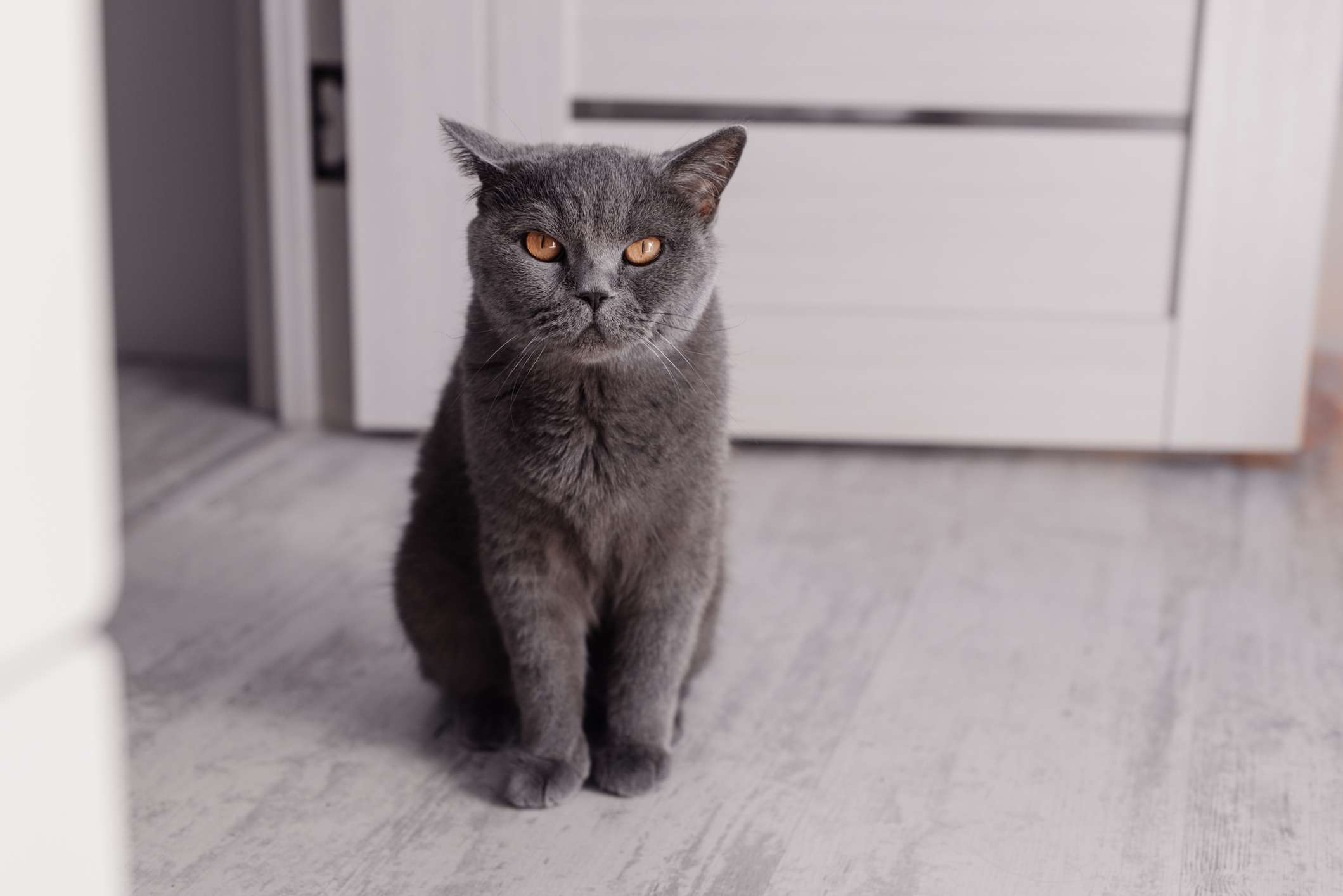 A gray British Shorthair cat sitting upright on the floor and looking at the camera.