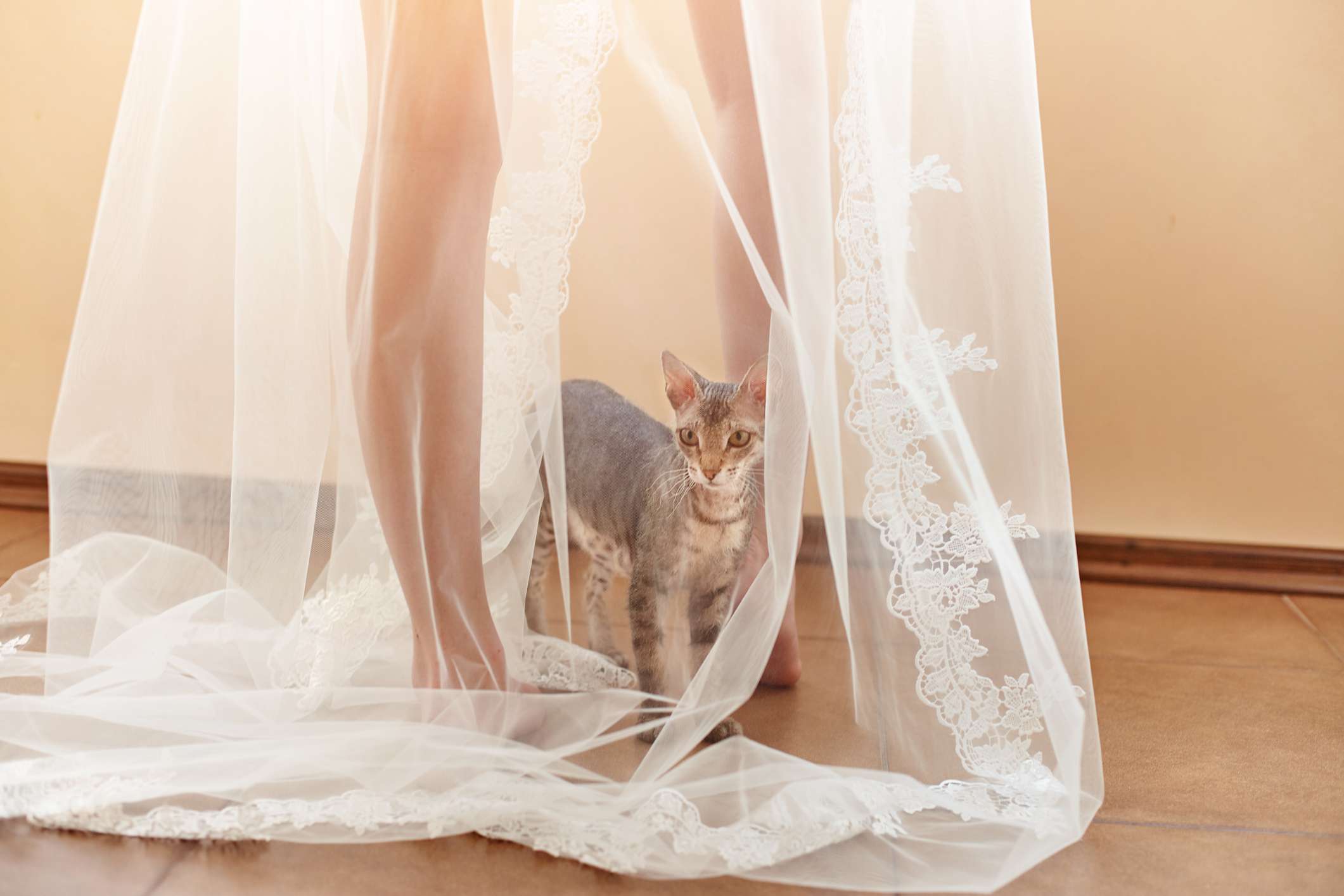 A small Minskin cat at a woman's feet underneath a sheer dress.