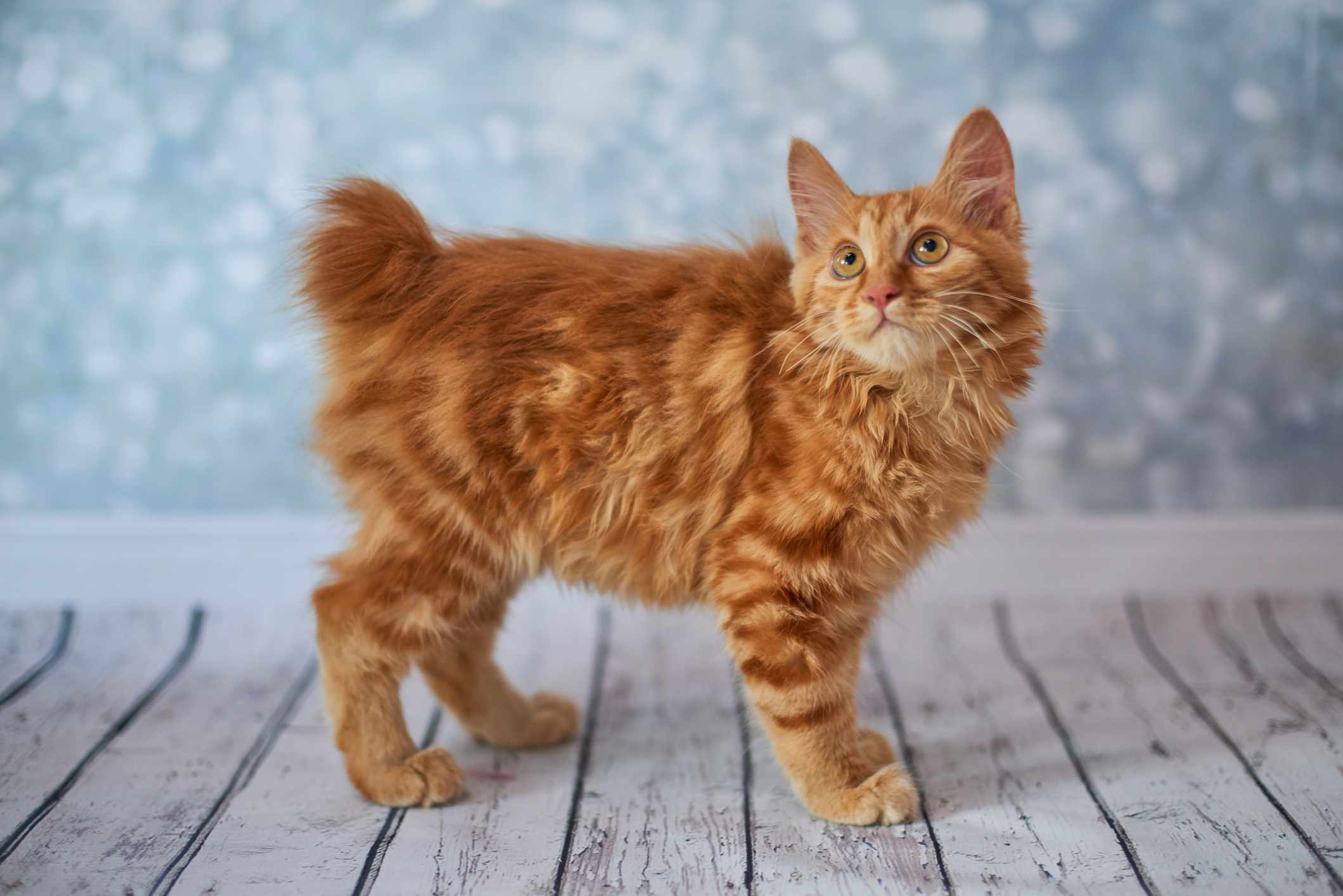 An orange cat with a short, bobbed tail looking above the camera.