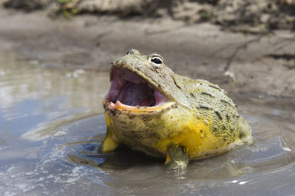 African bullfrog in water with mouth open