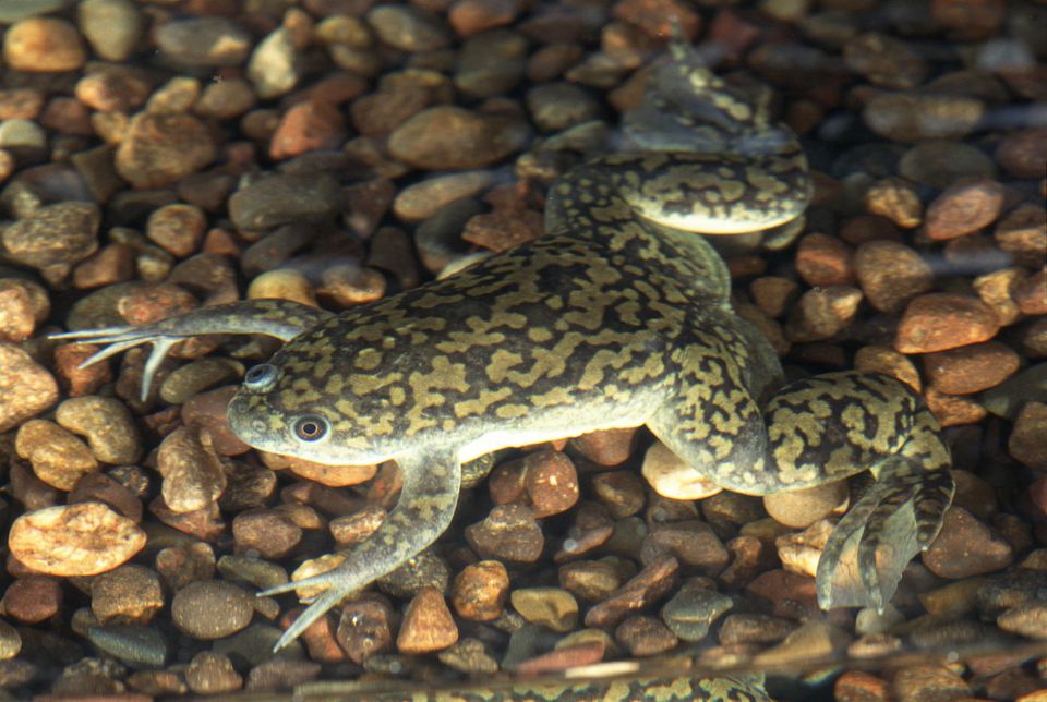 African clawed frog in water with gravel underneath
