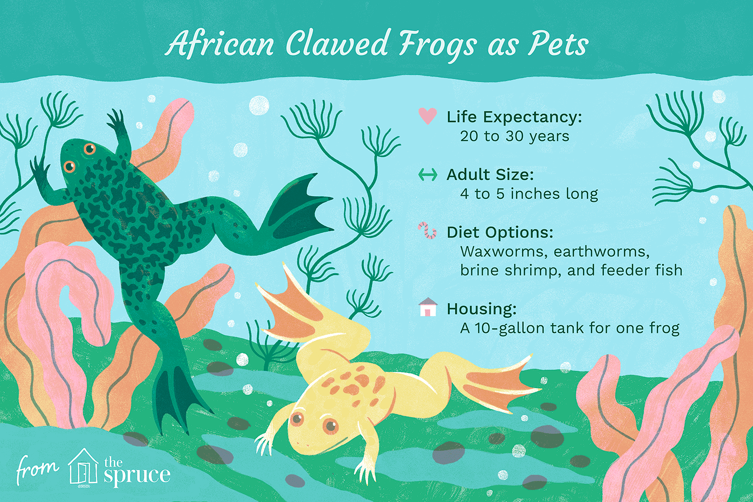 african clawed frogs as pets illustration